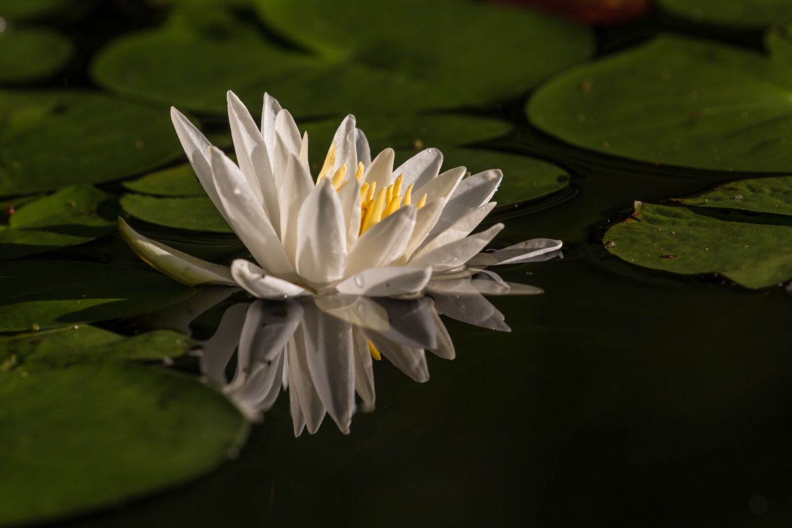 Canon EOS 70D + Canon EF 100-400mm F4.5-5.6L IS II USM sample photo. Water, flower, reflection photography