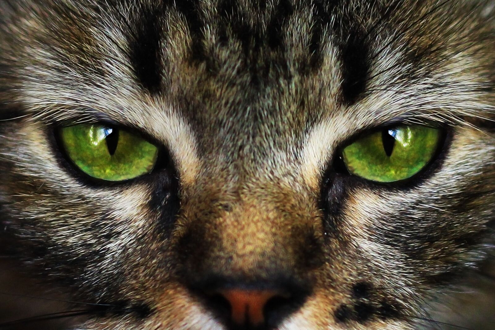 Canon EOS 600D (Rebel EOS T3i / EOS Kiss X5) + Canon EF 50mm F1.8 STM sample photo. Cat, cat eyes, look photography