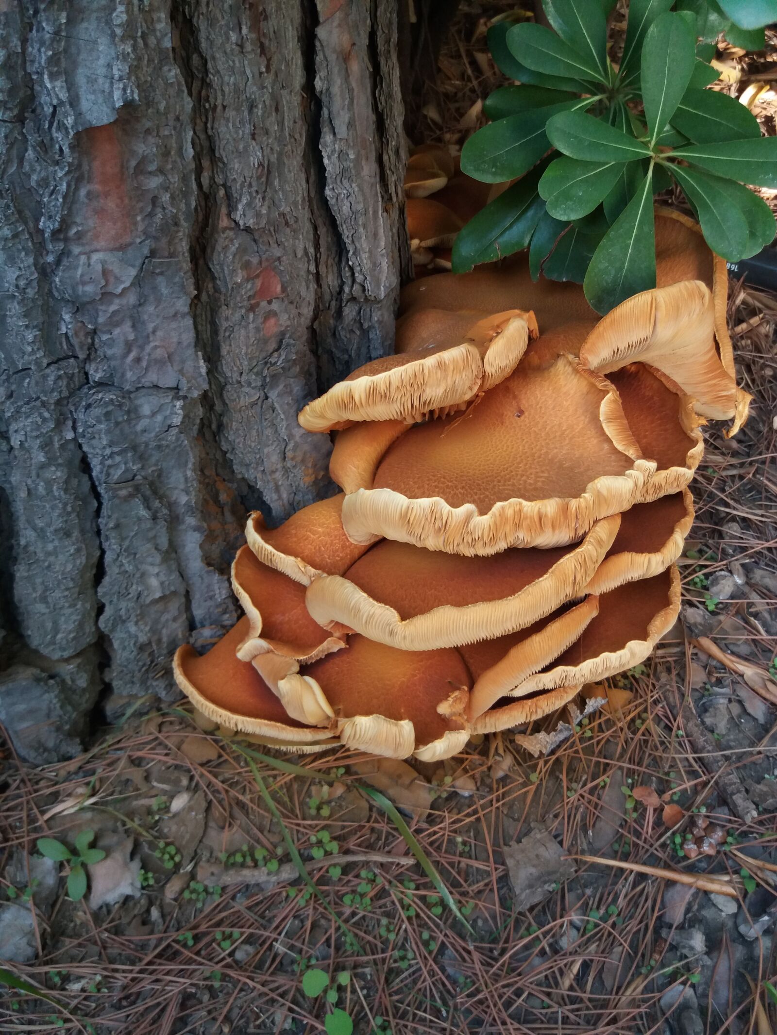 Samsung Galaxy J5(2016) sample photo. Mushrooms nature brown, fungi photography