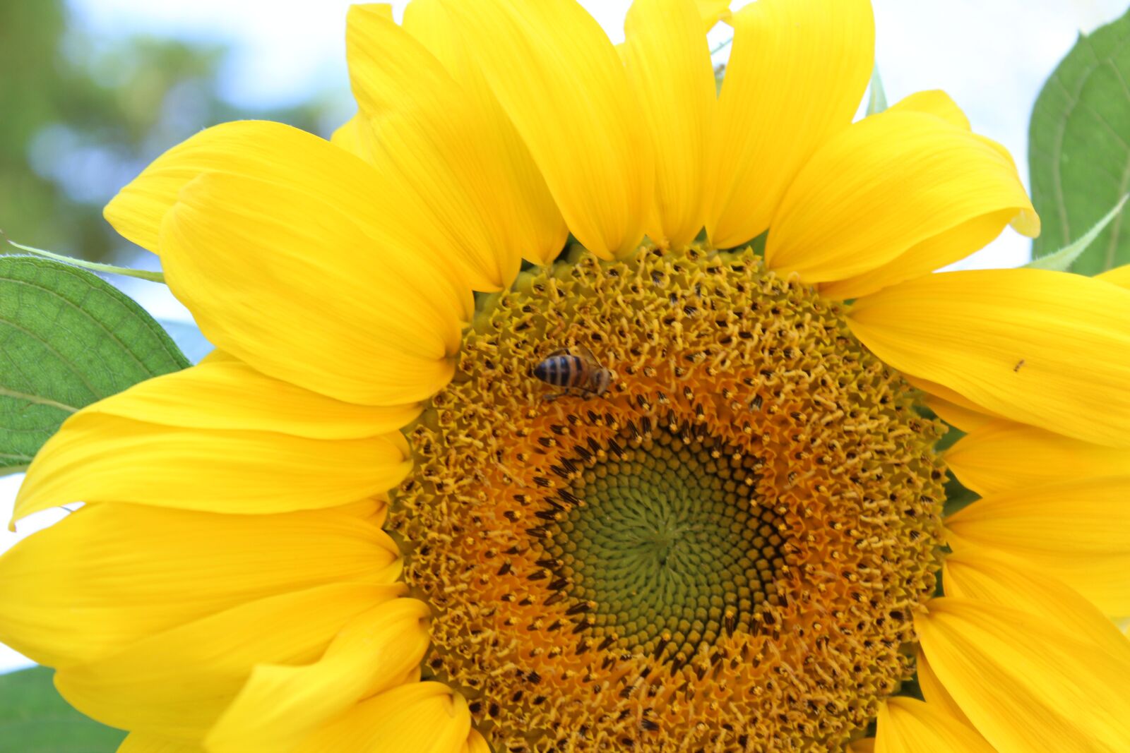 Canon EOS 600D (Rebel EOS T3i / EOS Kiss X5) sample photo. Sunflower, bee, babu photography