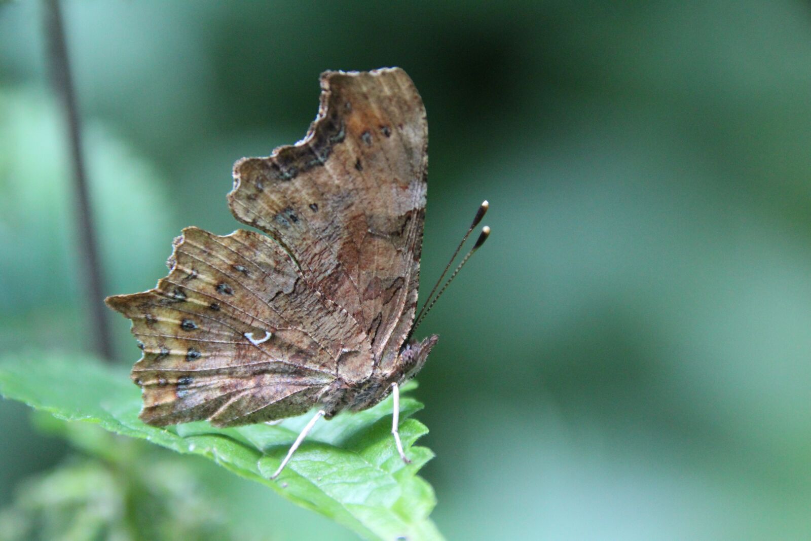 Canon EOS 1200D (EOS Rebel T5 / EOS Kiss X70 / EOS Hi) sample photo. Butterfly, insect photography