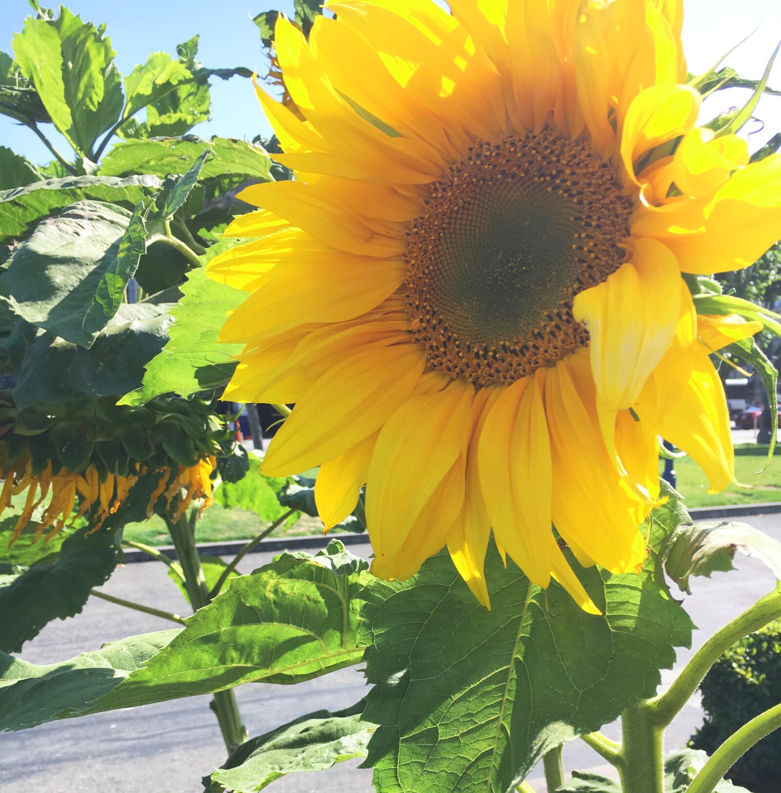 Apple iPhone 6s sample photo. Beautiful, flowers, flower, flowers photography