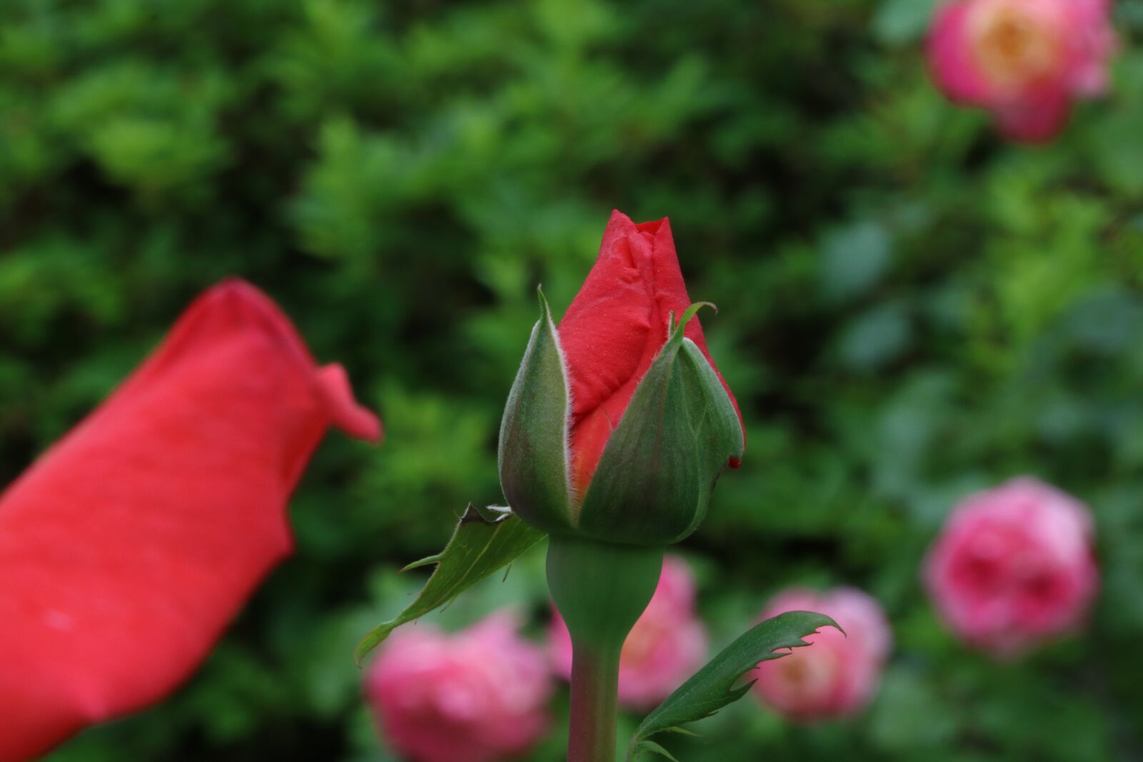 Canon EOS 750D (EOS Rebel T6i / EOS Kiss X8i) sample photo. Rose, flowers, spring photography