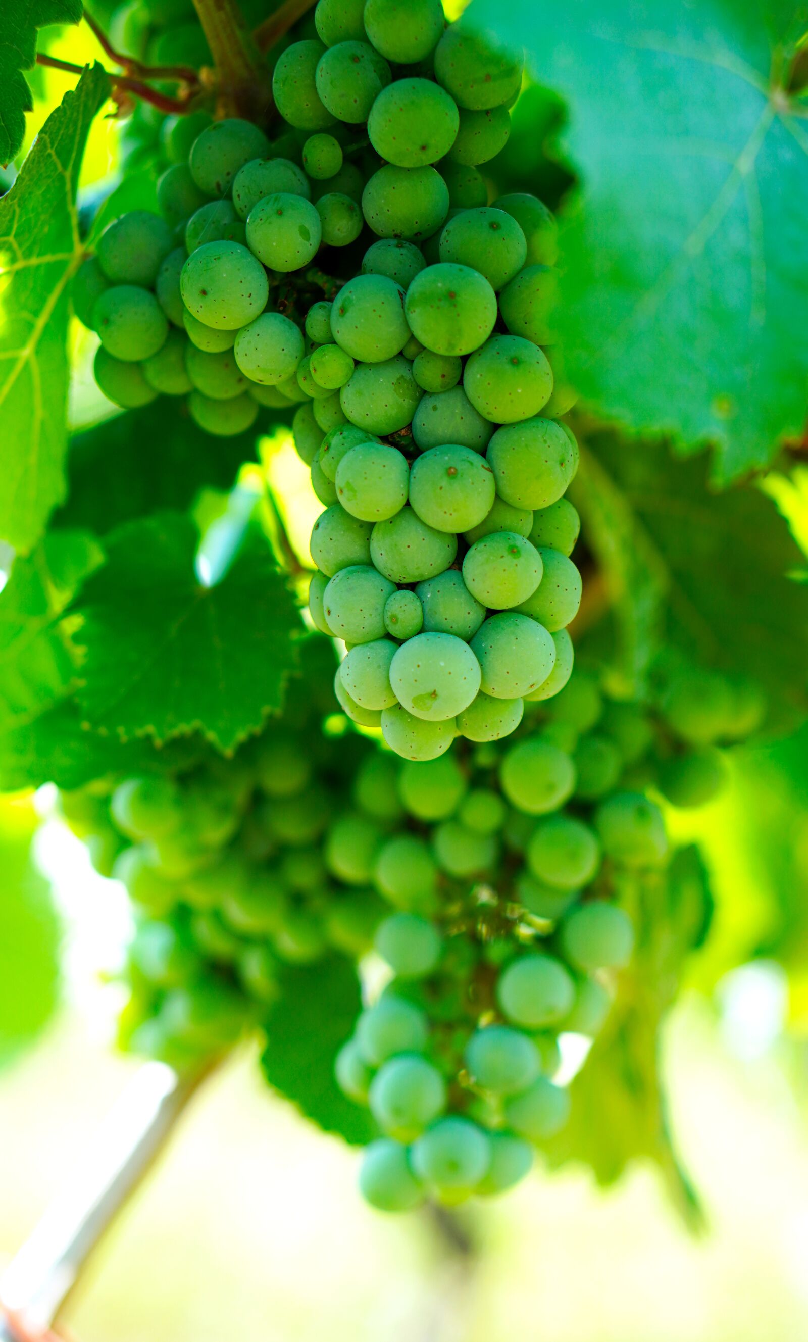 Sony a6400 + E 50mm F1.8 OSS sample photo. Wine, grapes, green photography