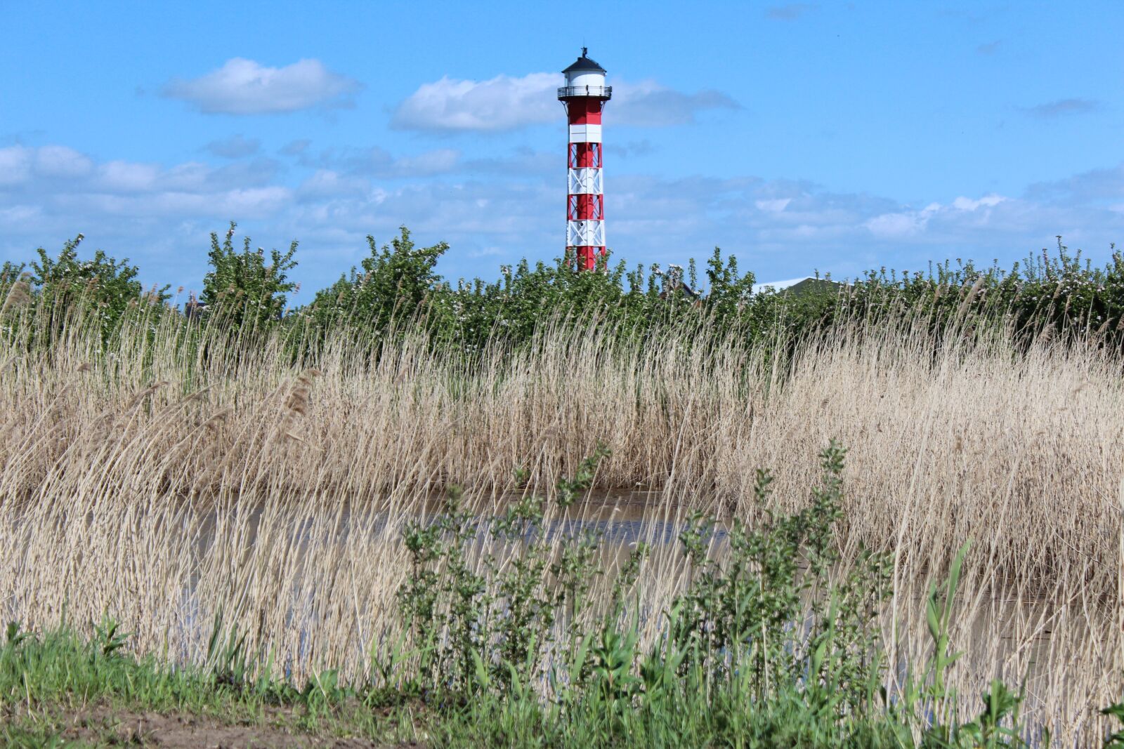 Canon EOS 600D (Rebel EOS T3i / EOS Kiss X5) sample photo. Lighthouse, trees, field photography