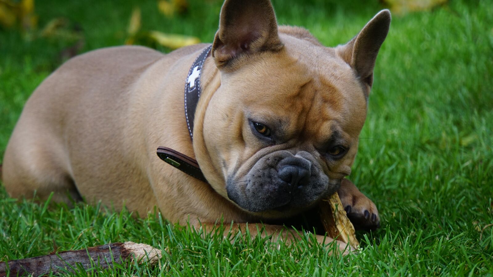 Sony E 18-200mm F3.5-6.3 OSS LE sample photo. Batons, dog, nibble photography
