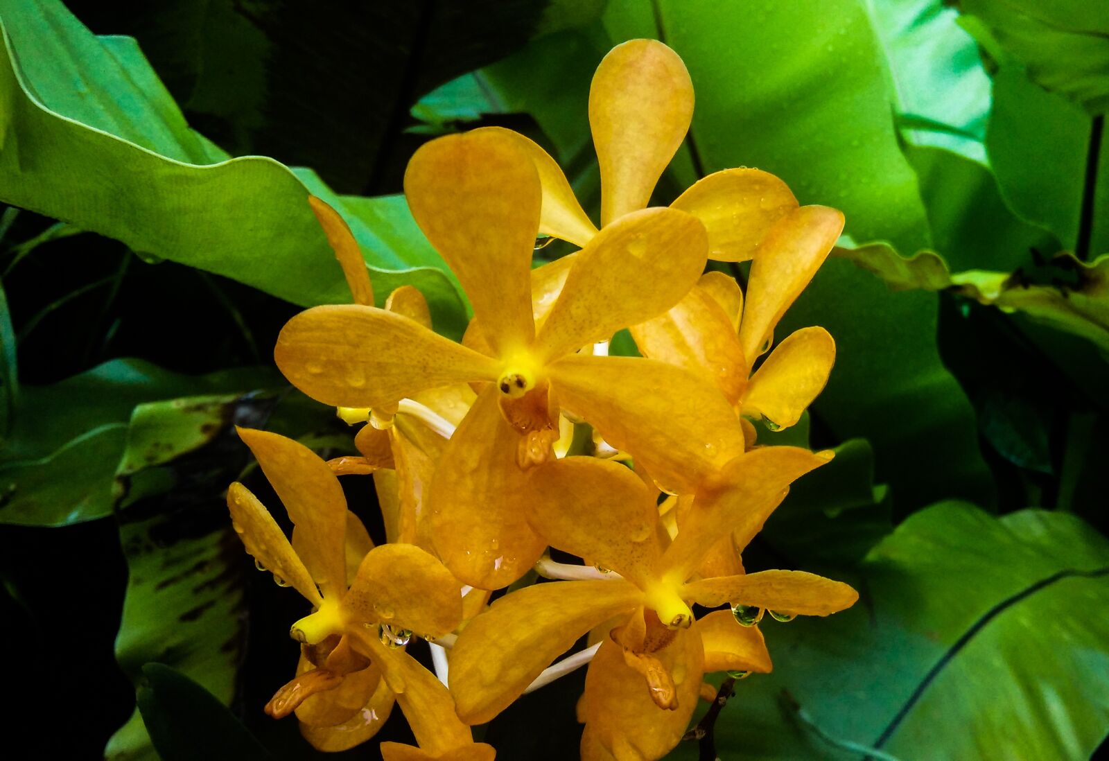 Xiaomi MI3 sample photo. Flowers, orchid, yellow photography