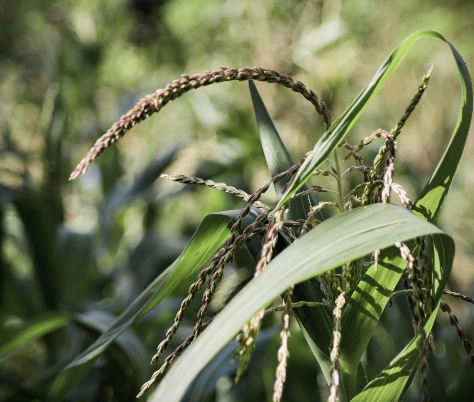 Nikon D5200 sample photo. Corn, plant, plan photography