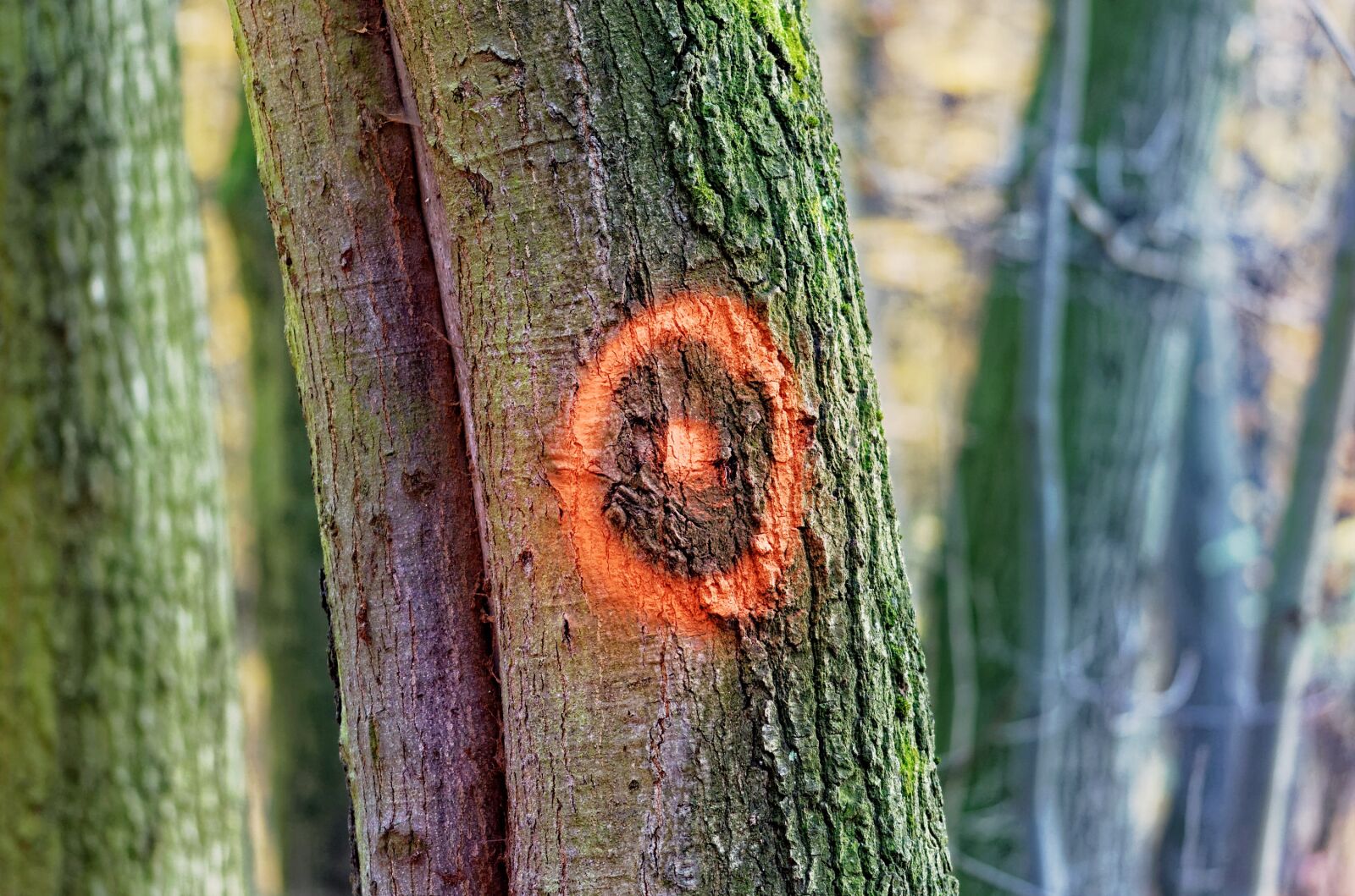 Nikon D5100 sample photo. Mark, circle, red photography