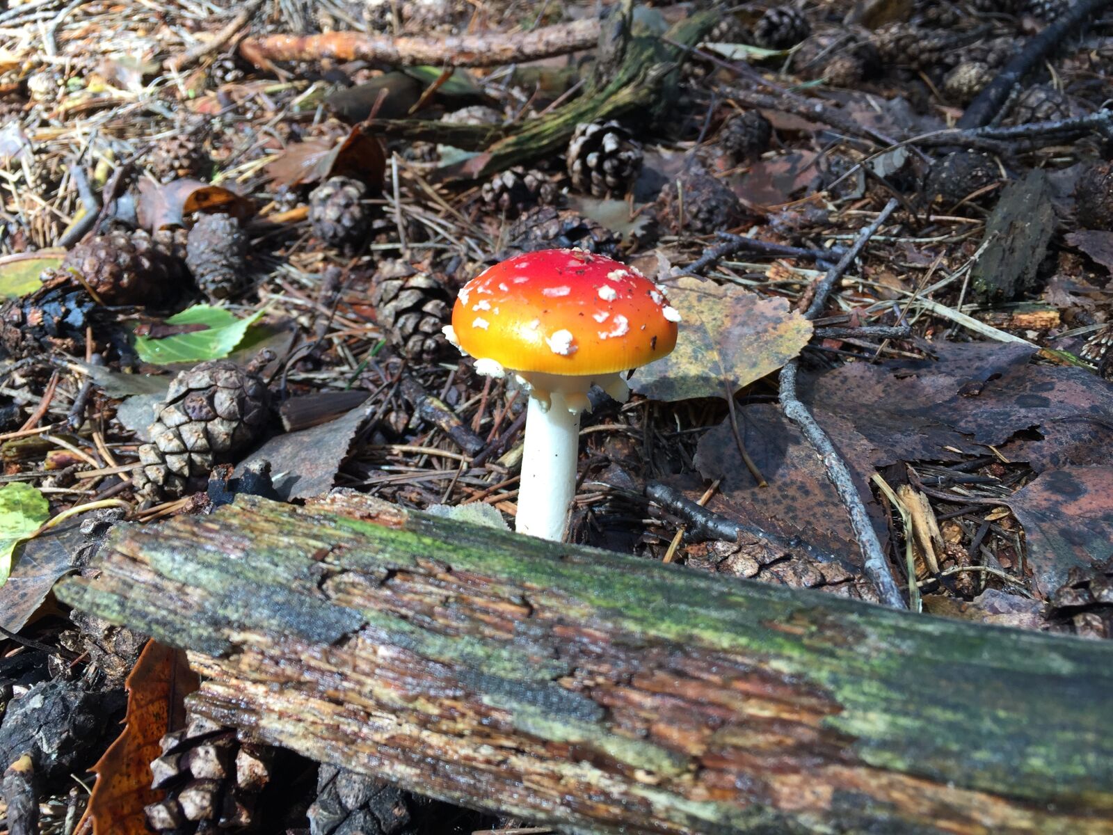 Apple iPhone 6 sample photo. Fungus, amanita, forest photography