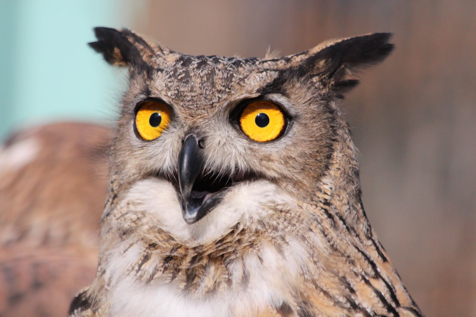 Canon EOS 650D (EOS Rebel T4i / EOS Kiss X6i) sample photo. Owl, the female eagle photography