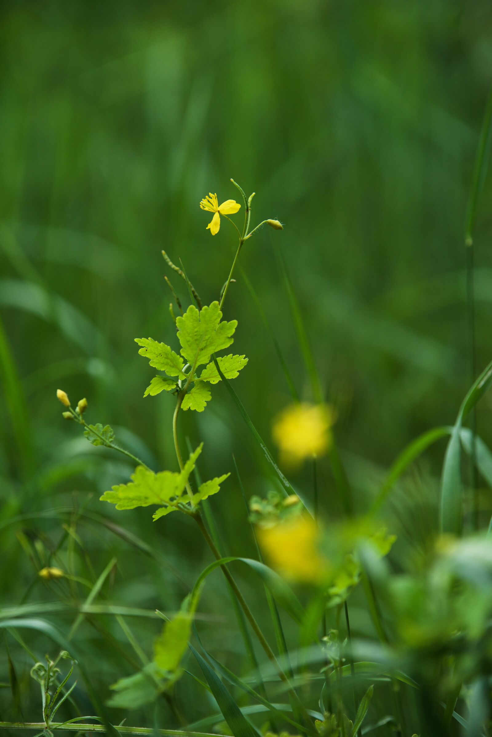 Nikon D810 sample photo