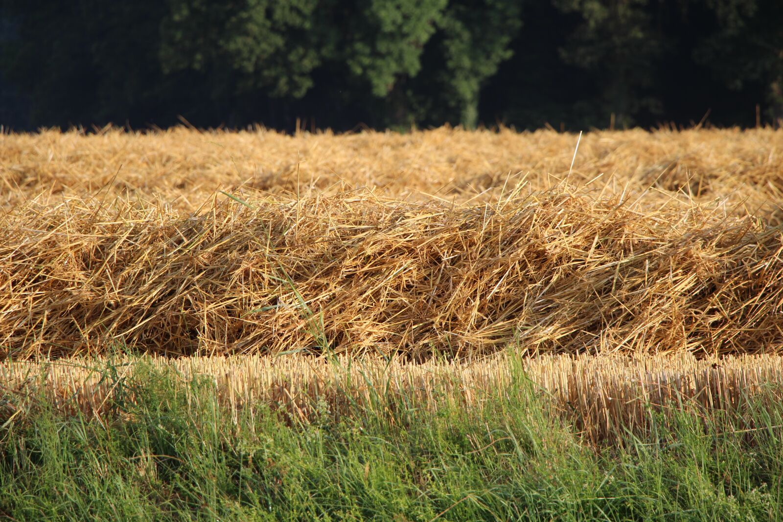Canon EOS 700D (EOS Rebel T5i / EOS Kiss X7i) sample photo. Landscape, straw, poppy photography