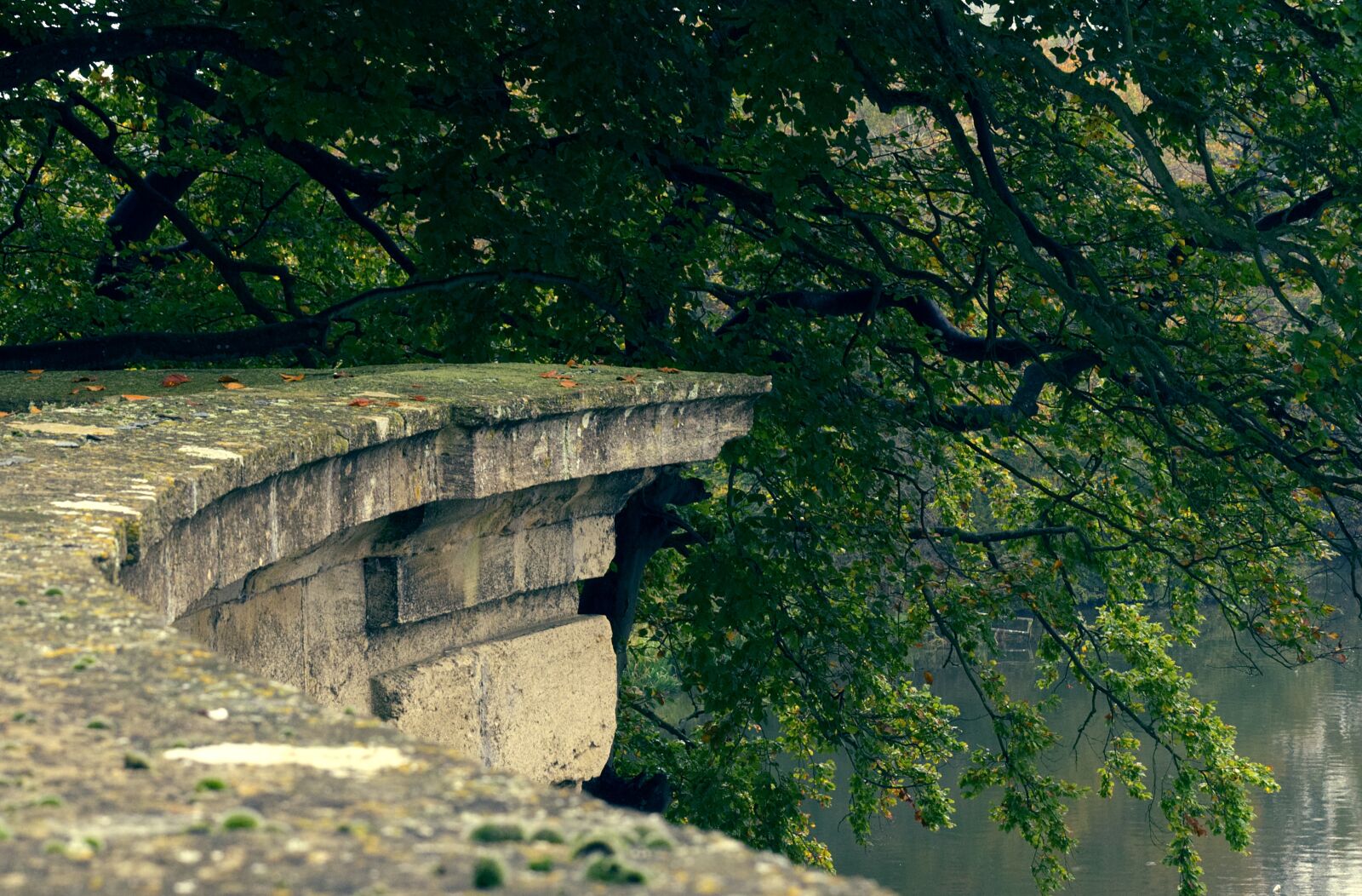 Nikon D5100 sample photo. Ledge, garden, wall photography