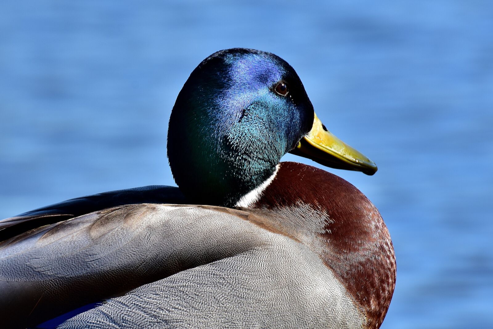 Nikon D7200 sample photo. Mallard, drake, water bird photography