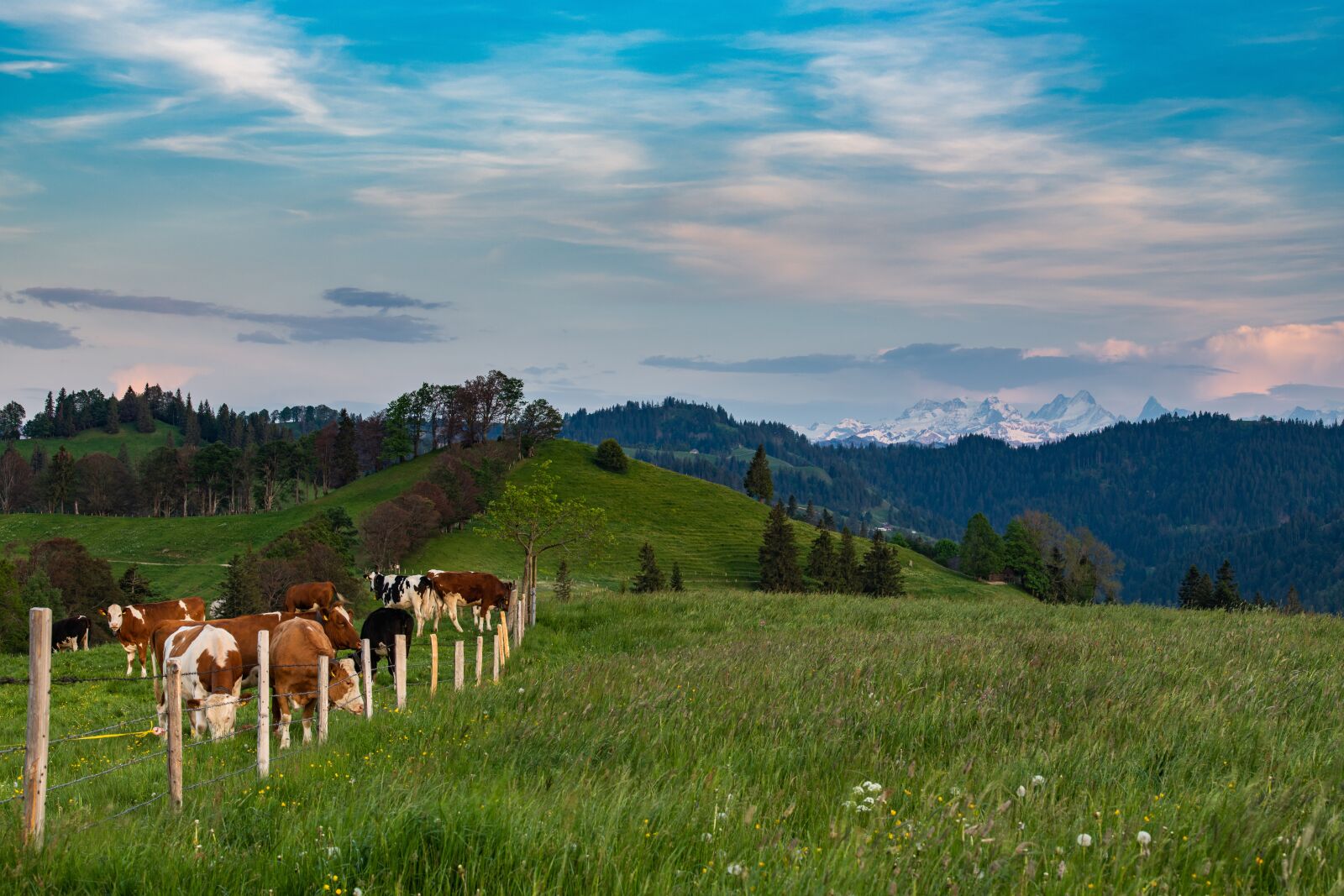 Nikon D850 sample photo. Switzerland, cows, hill photography
