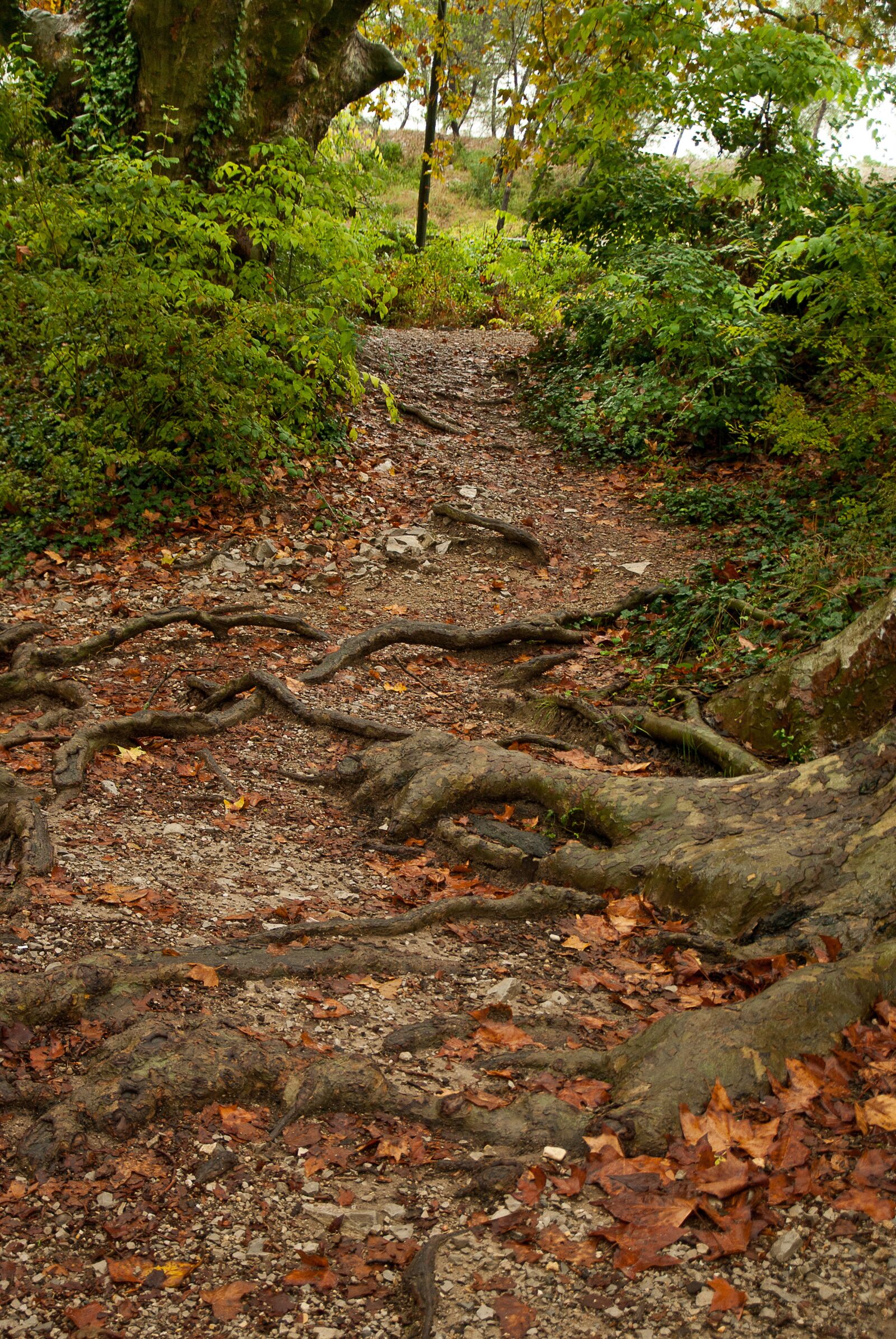 Pentax K10D sample photo. Trail, forest, roots photography