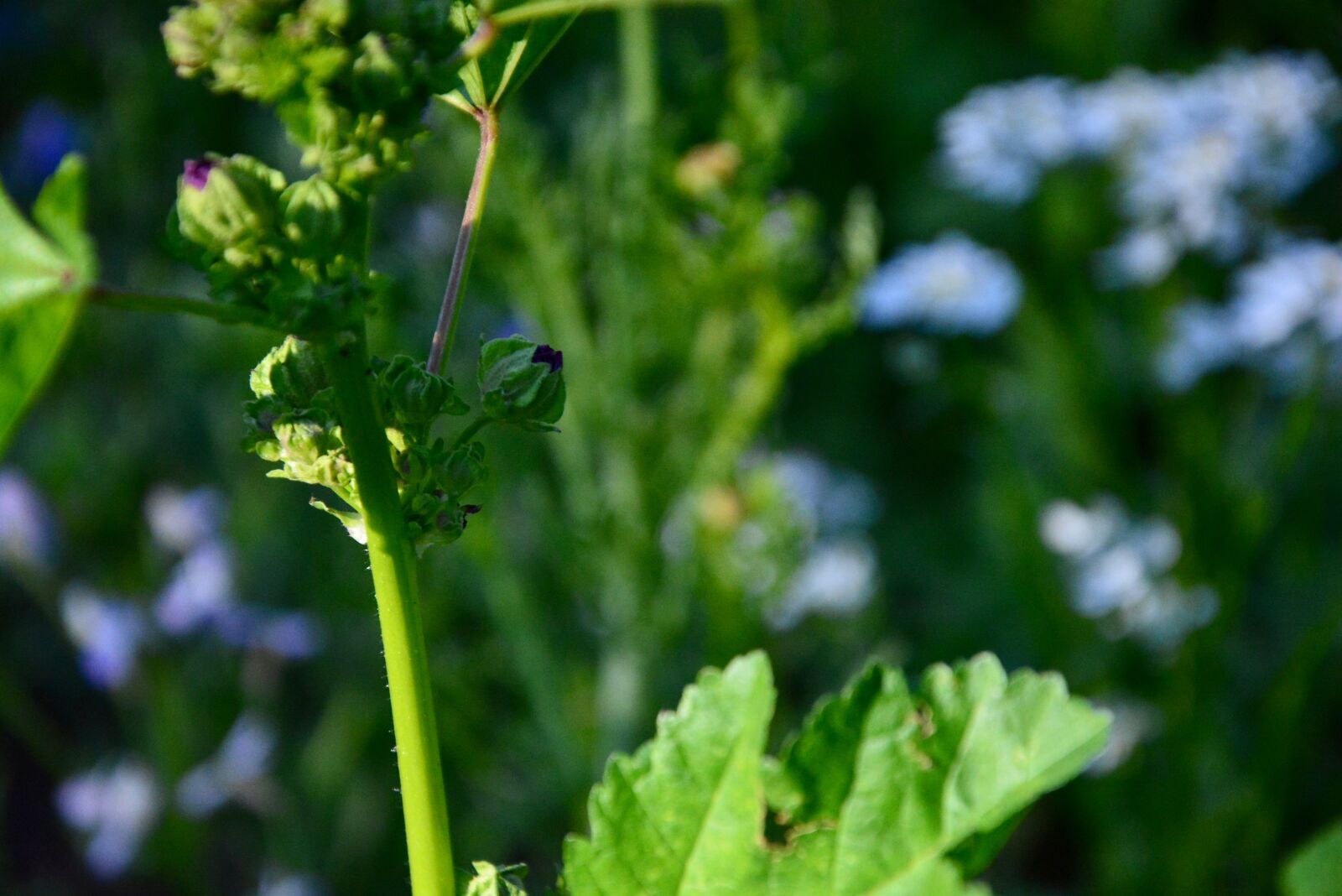 Nikon D5200 sample photo. Bud, close up, plant photography