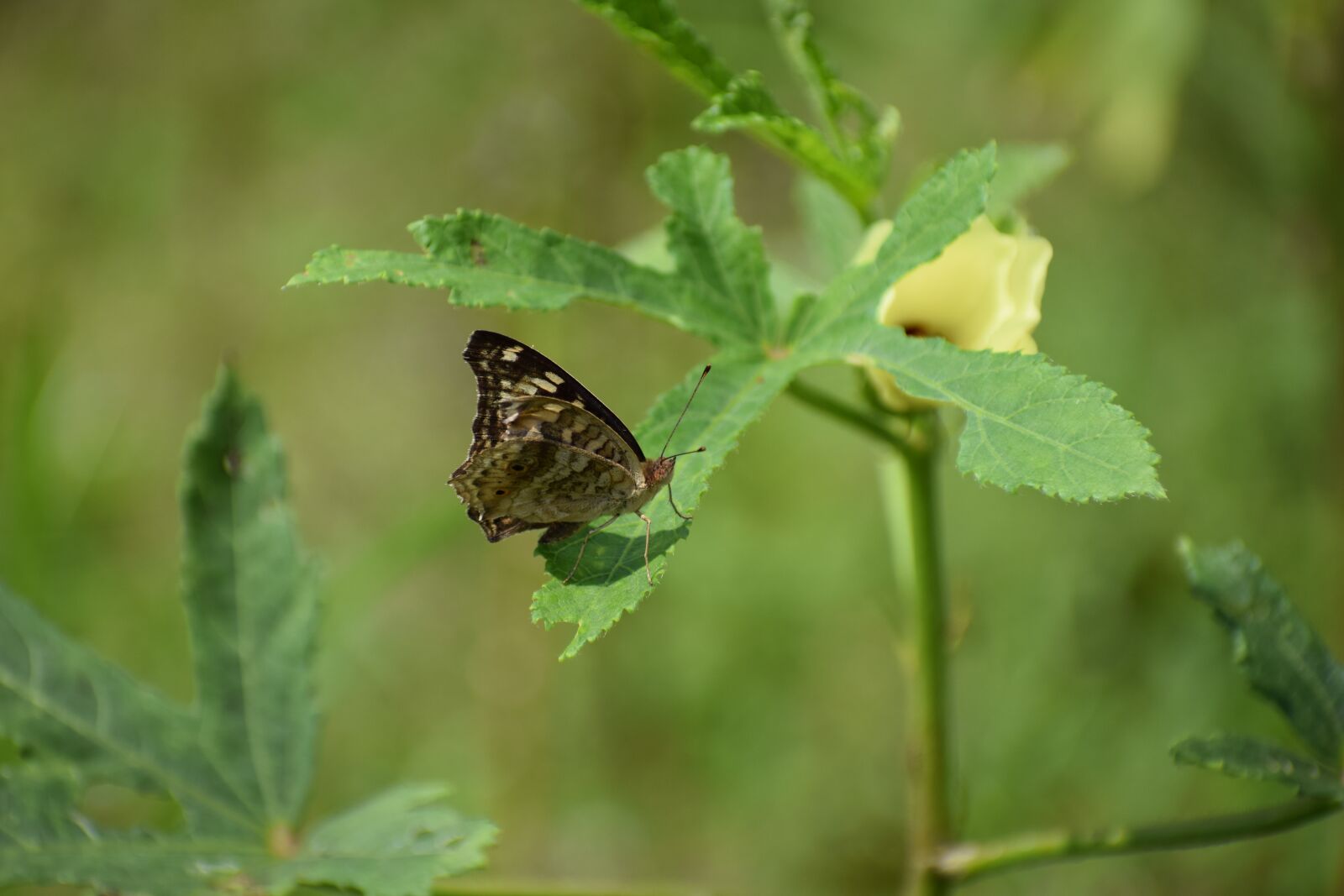 Nikon D3300 sample photo. Nature, plant, green photography