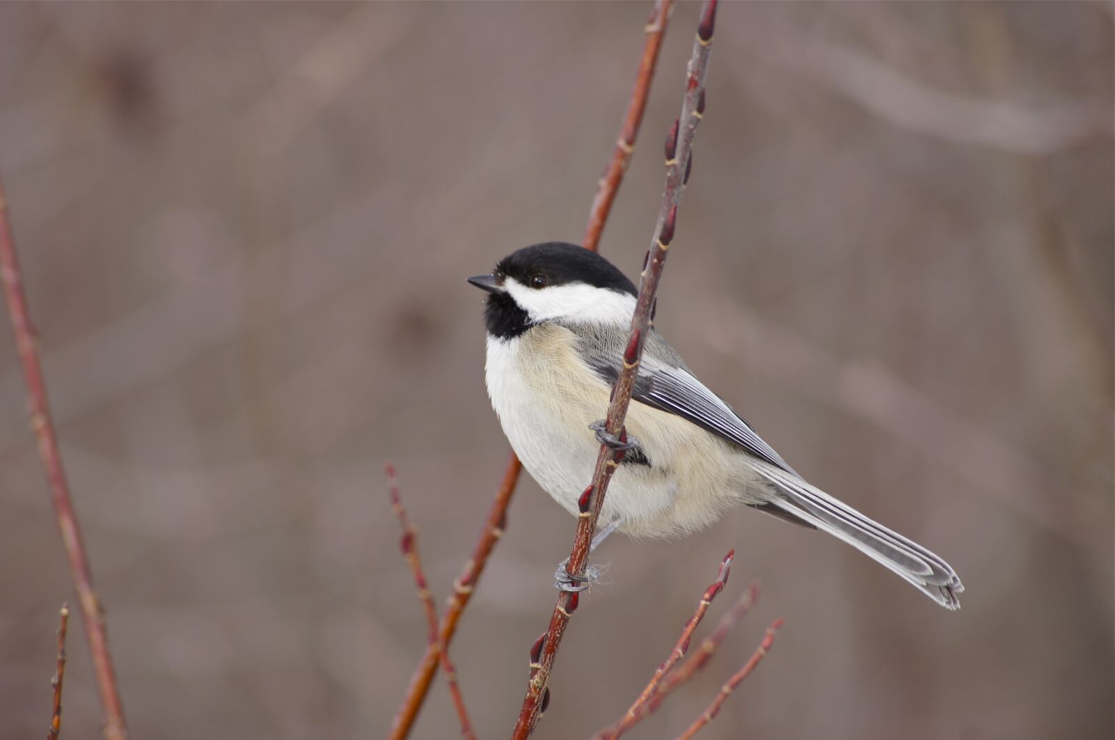 Sony SLT-A55 (SLT-A55V) sample photo. Tit, cute, bird photography