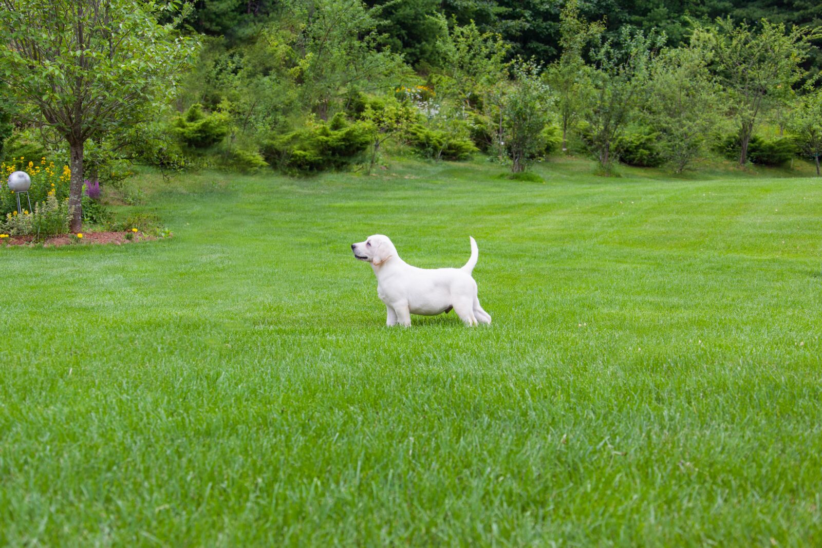 Canon EOS 5D Mark II + Canon EF 28-300mm F3.5-5.6L IS USM sample photo. Lab, puppy, dogs photography