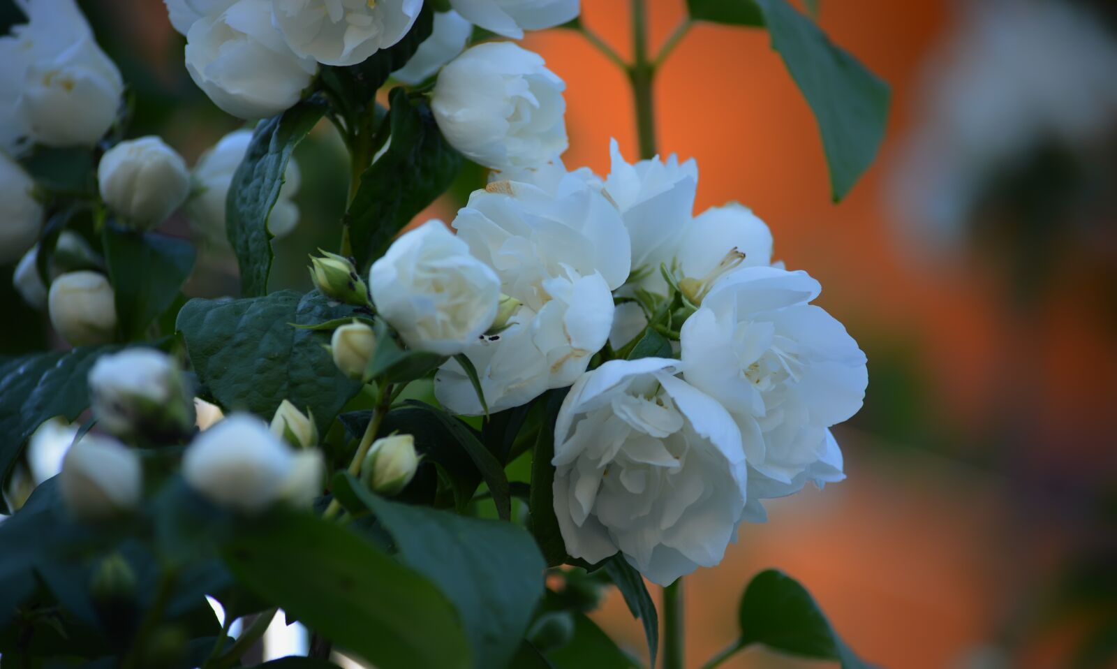 Nikon D5200 sample photo. Flowers, spring, bouquet photography