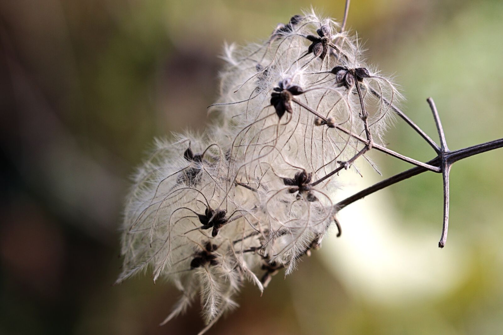 Canon EOS 7D Mark II sample photo. Autumn, white, nature photography