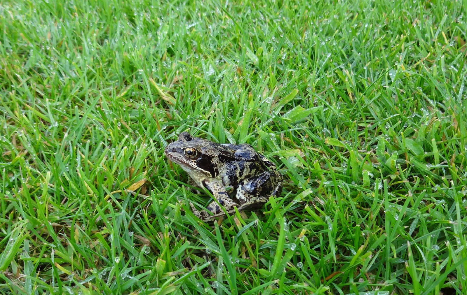 Sony DSC-WX100 sample photo. Frog, meadow, amphibian photography