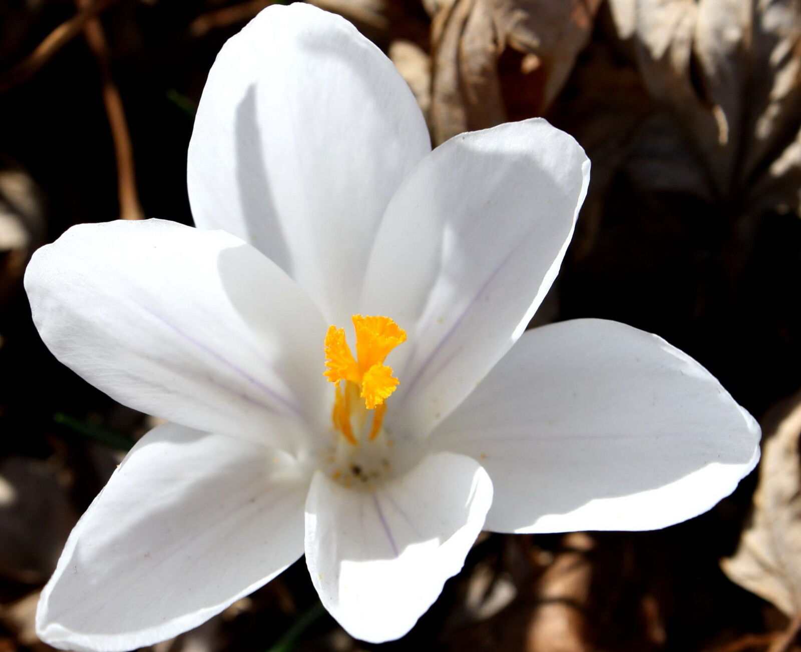 Canon EOS 1000D (EOS Digital Rebel XS / EOS Kiss F) + f/3.5-5.6 IS sample photo. White petals, pistil, pollen photography