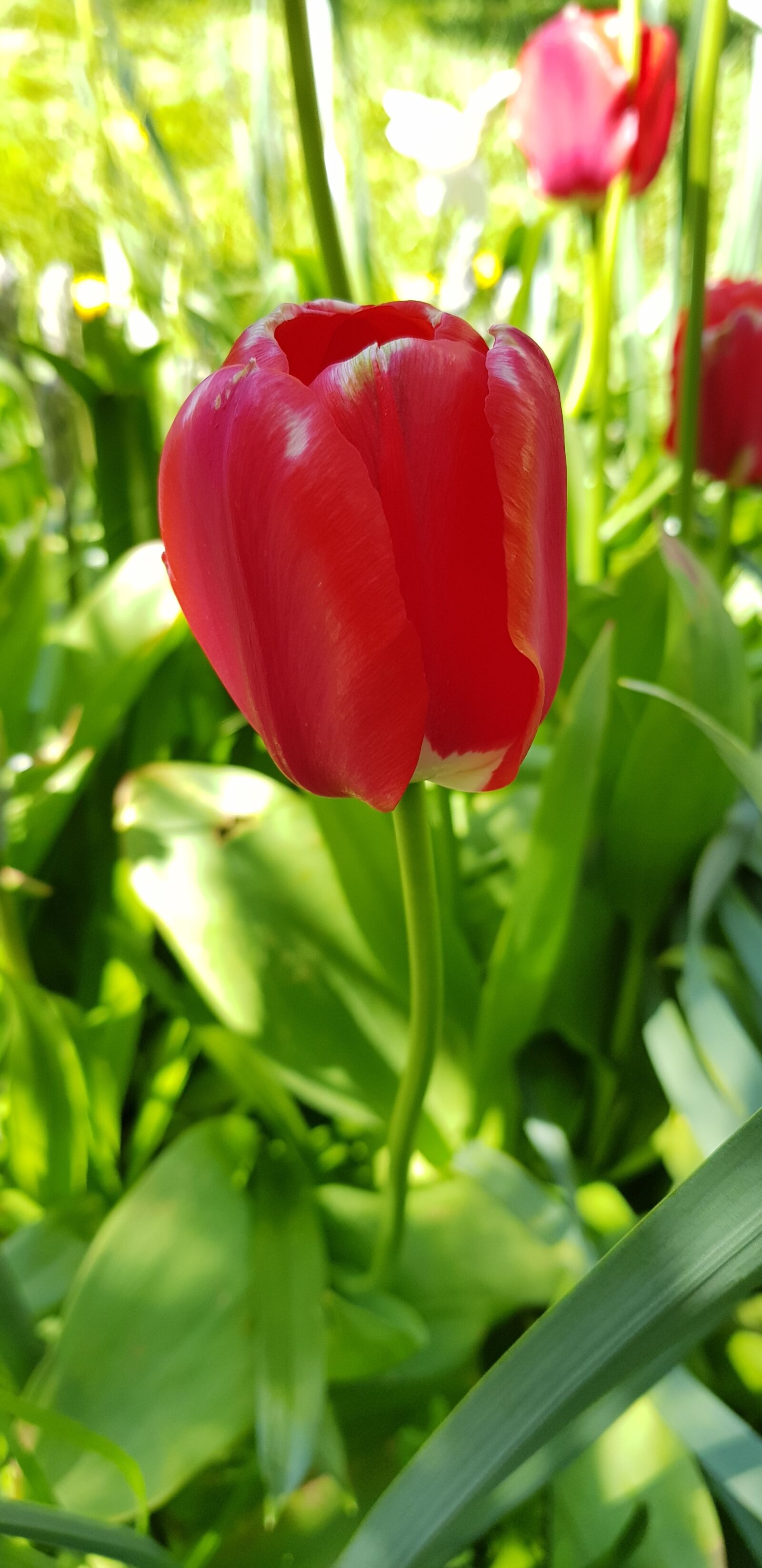 Samsung Galaxy S8+ sample photo. Nature, leaf, garden photography