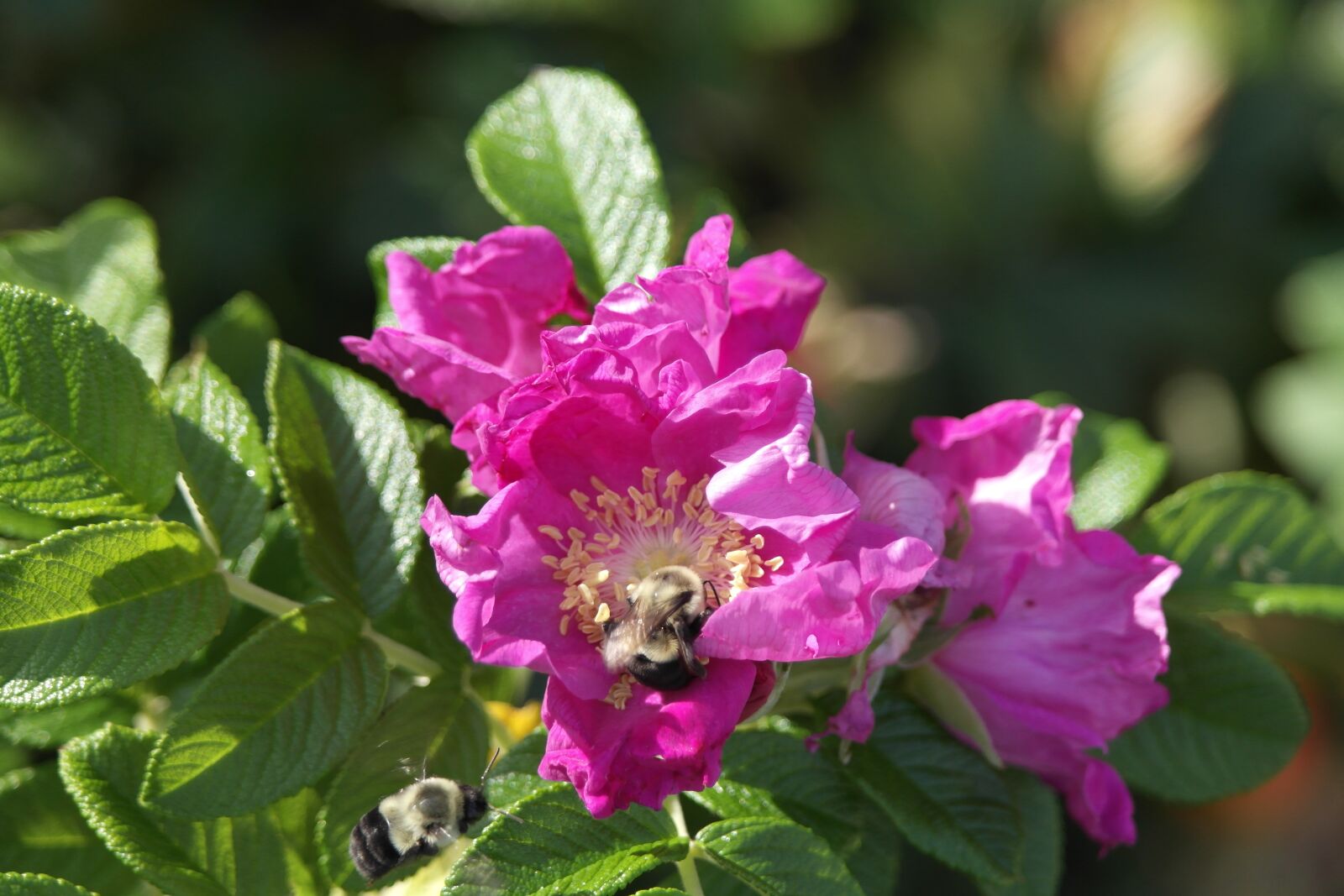 Samsung NX1000 sample photo. Flower, green, pink photography