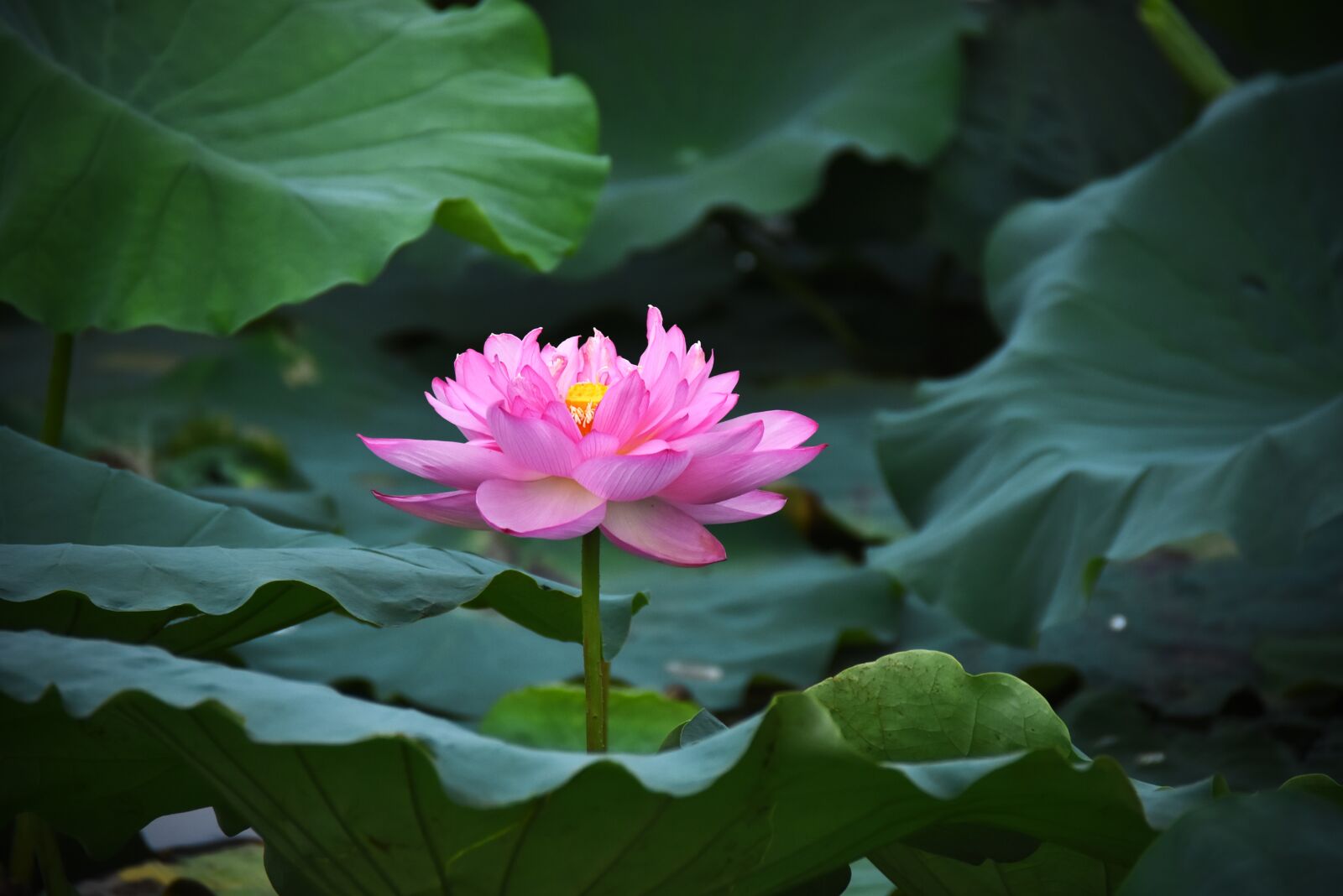 Nikon D7200 sample photo. Lotus flowers, blooming, water photography