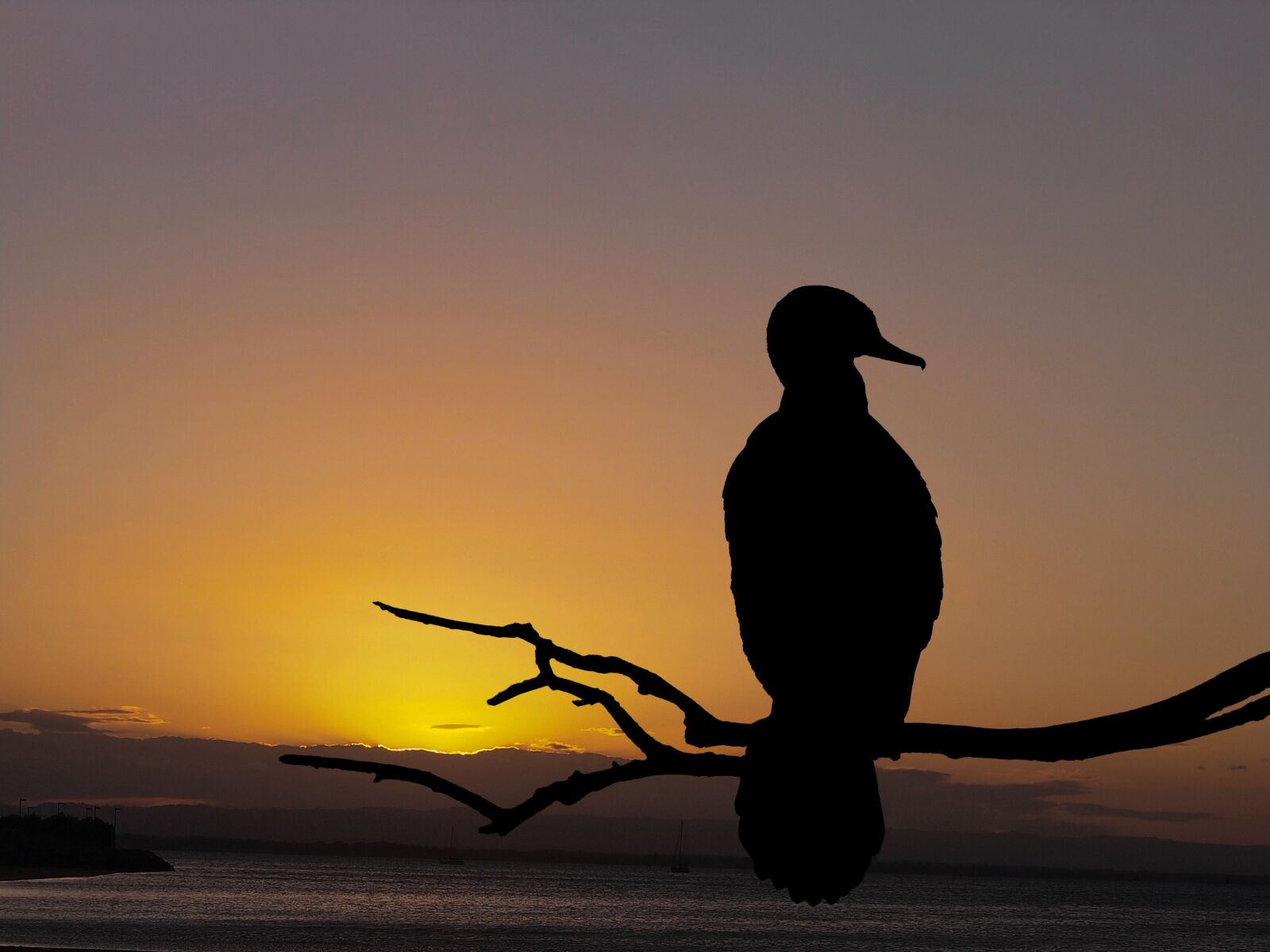 Olympus PEN E-P3 sample photo. Sunset, cormorant, bird photography