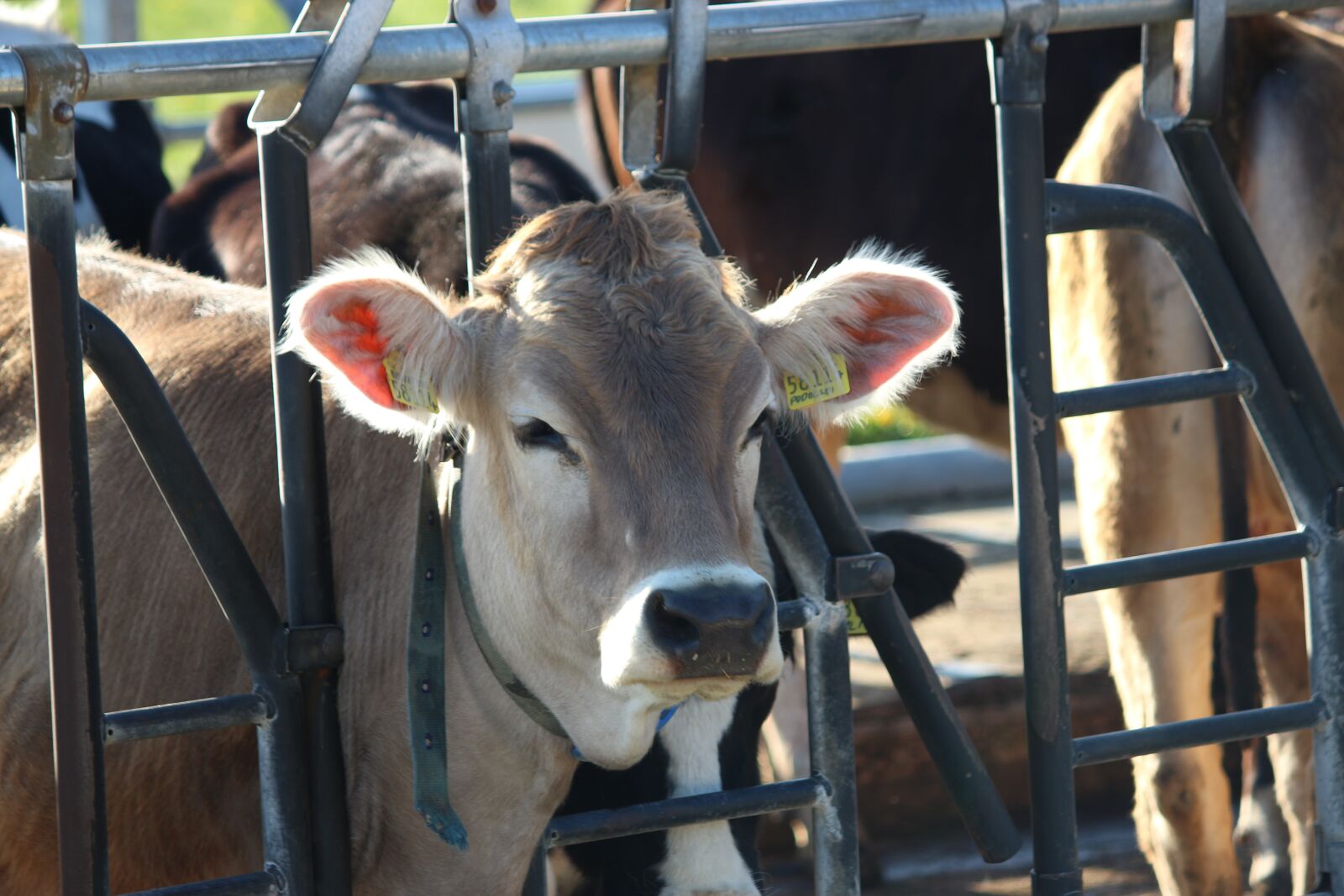 Canon EF-S 55-250mm F4-5.6 IS sample photo. Cow, animal, farm photography