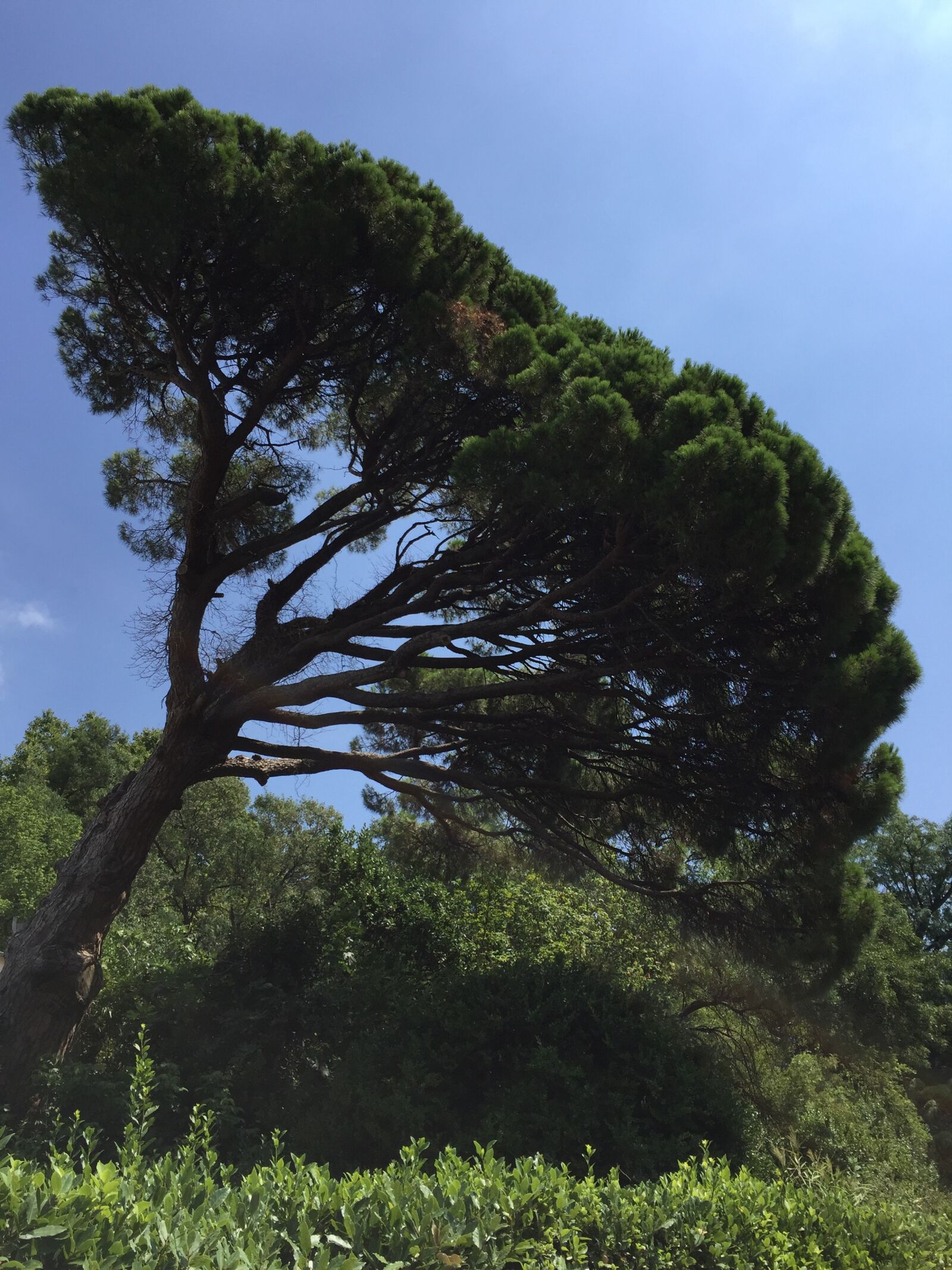 Apple iPhone 6 sample photo. Tree, tropics, cedar photography