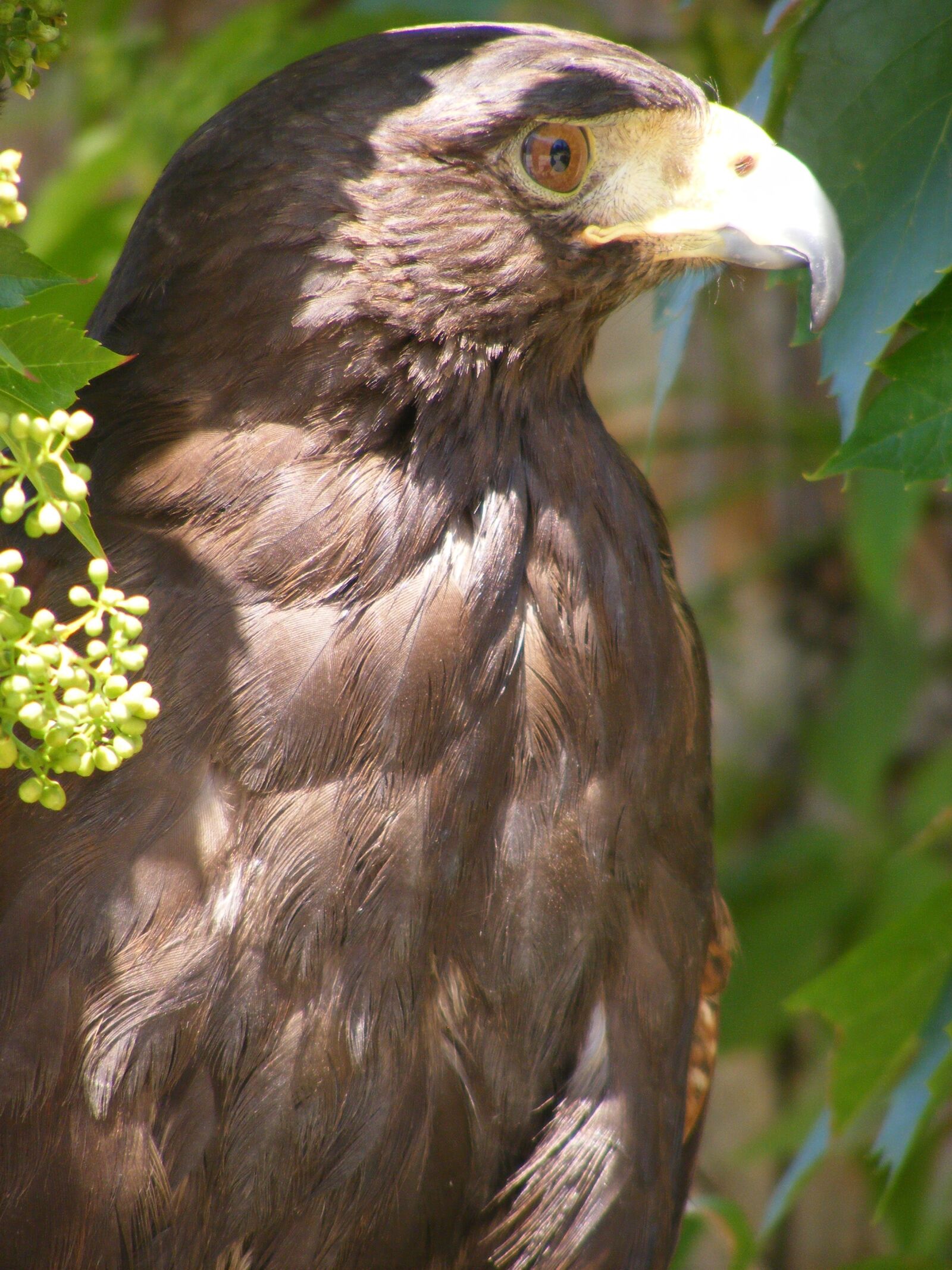 Fujifilm FinePix S5700 S700 sample photo. 70, nature, animal photography