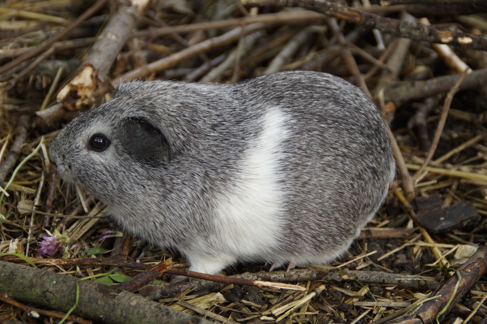 Sony SLT-A58 sample photo. Guinea pig, cute, rodent photography