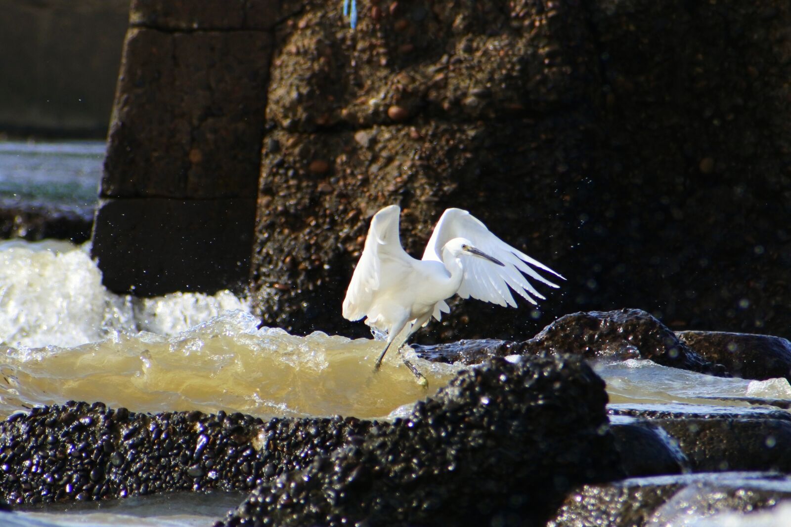 VR 70-300mm f/4.5-6.3G sample photo. Animal, sea, river photography