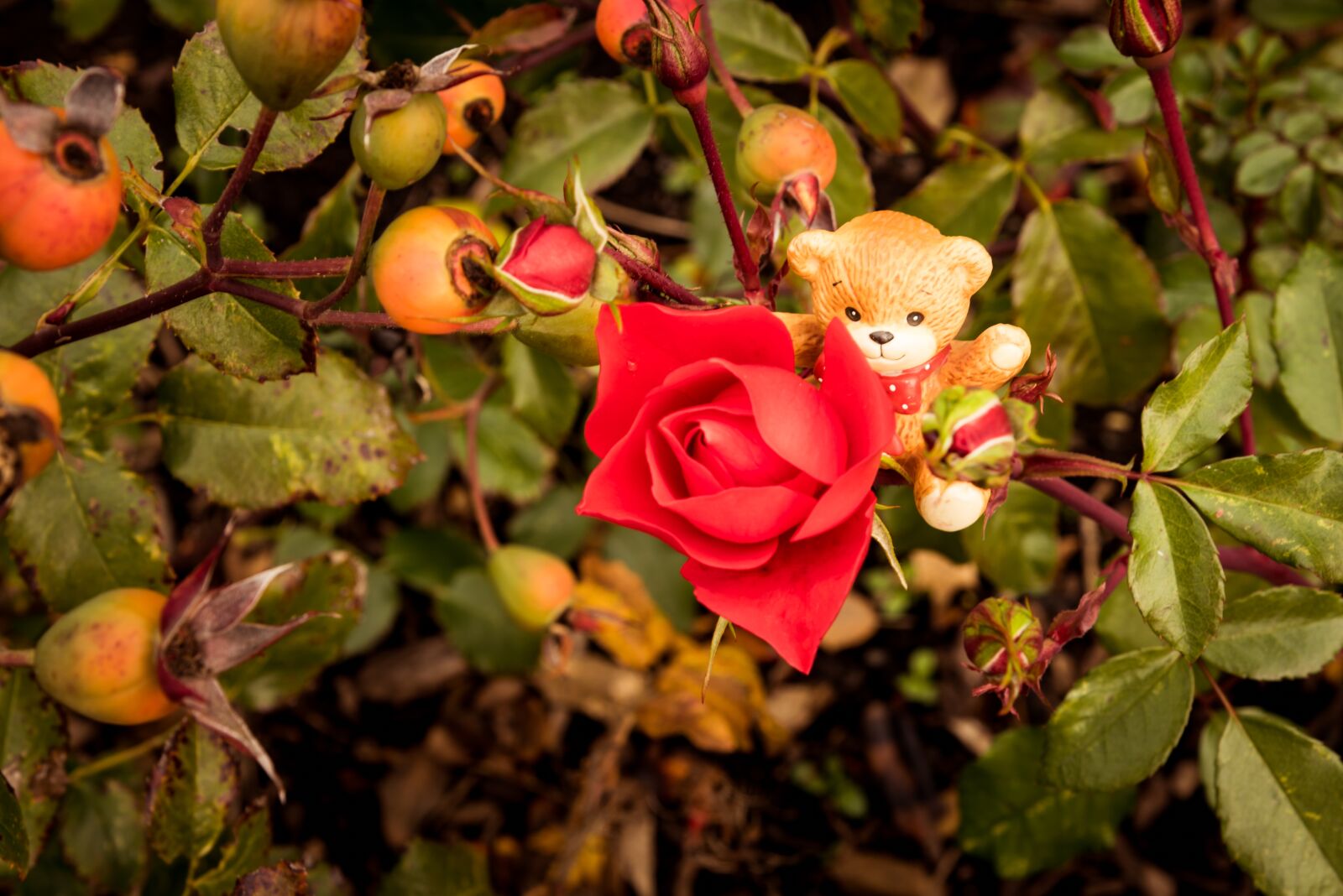 Nikon D750 sample photo. Bear, toy, rose photography