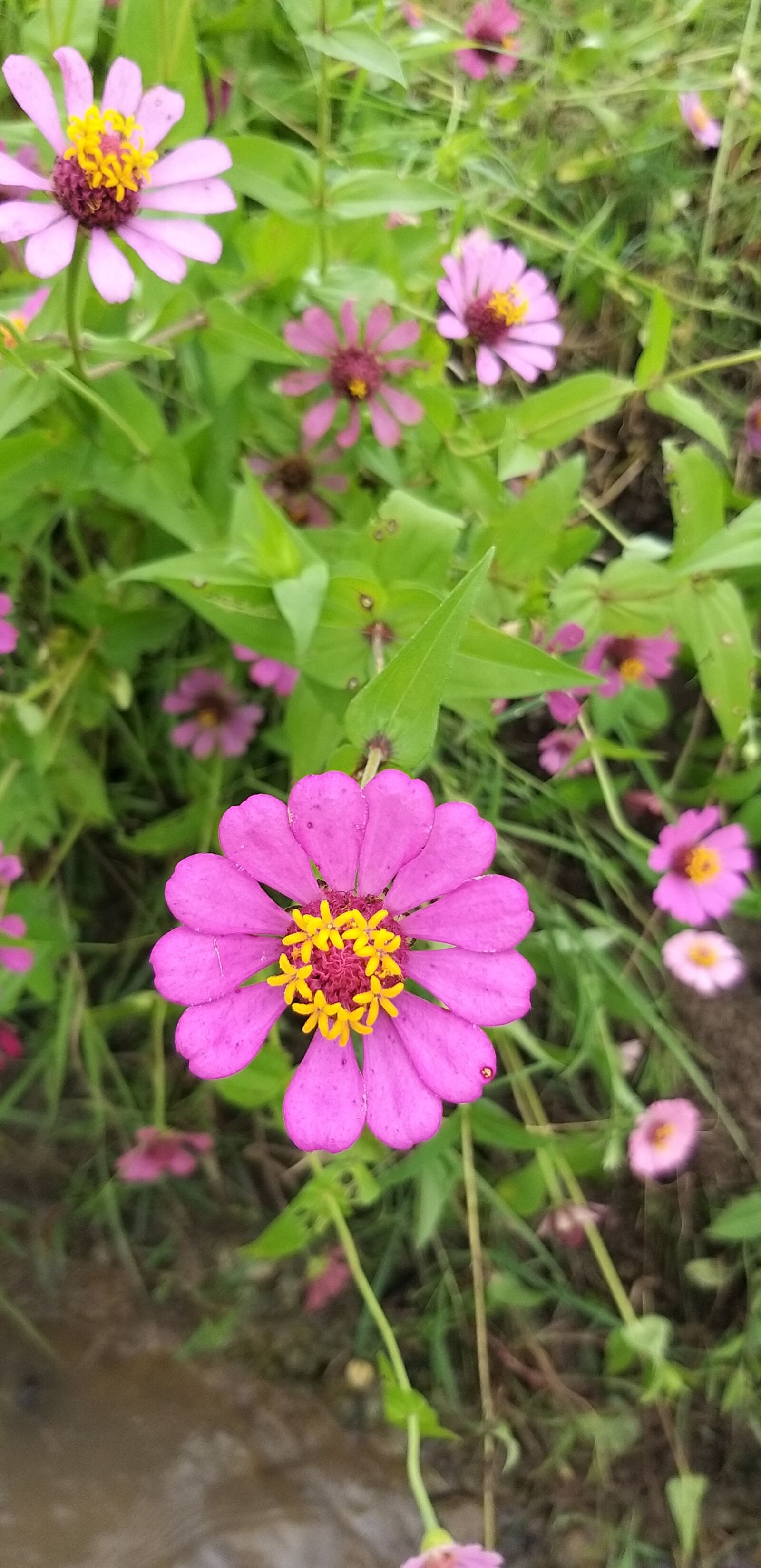 Samsung Galaxy A9 (2018) sample photo. Zinnia flower, flower, natural photography