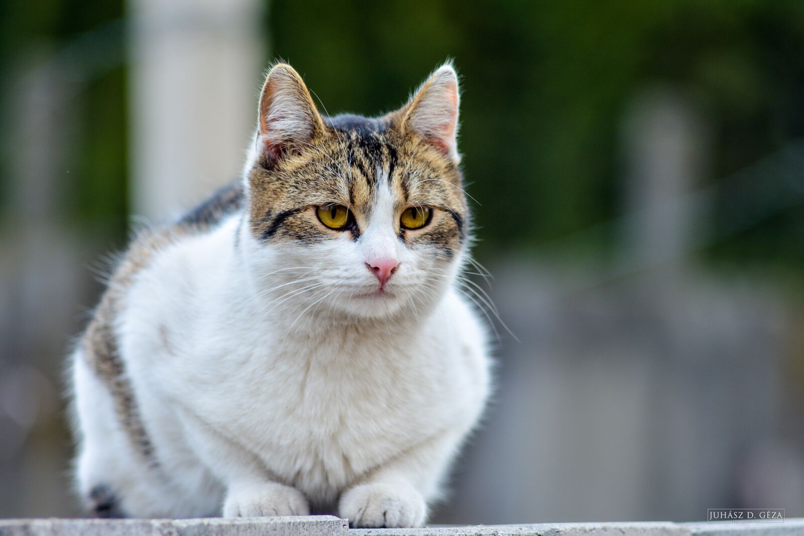 Nikon D7100 sample photo. Animal, cat, domestic cat photography