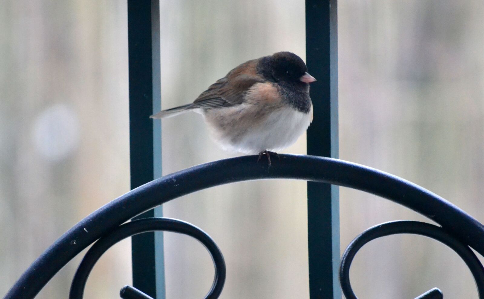 Nikon D3100 sample photo. Bird, feather, rail photography