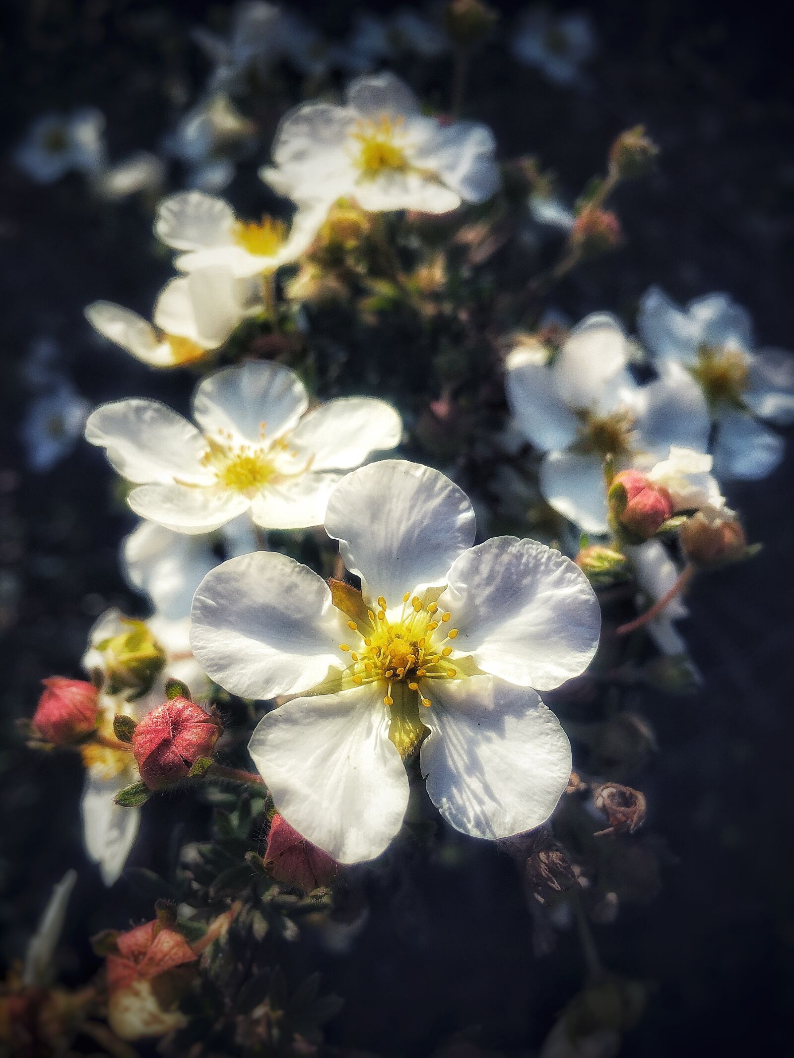 iPhone 6s Plus back camera 4.15mm f/2.2 sample photo. Nature, flower, summer photography