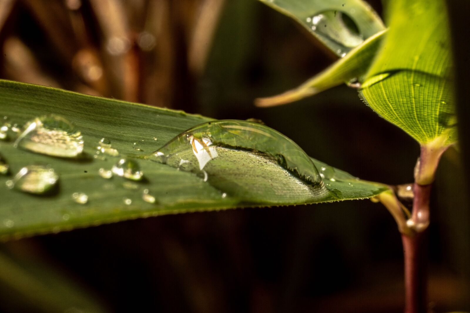 Sony SLT-A68 + MACRO 50mm F2.8 sample photo. Macro, drip, drop of photography