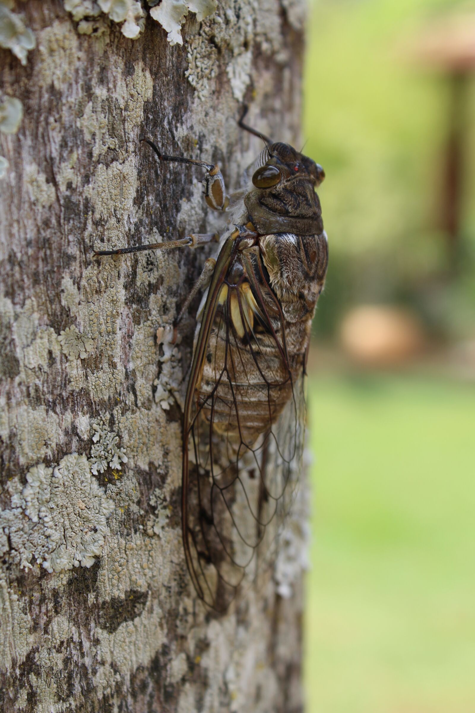 Canon EOS 1300D (EOS Rebel T6 / EOS Kiss X80) sample photo. Cicada, insect, wings photography
