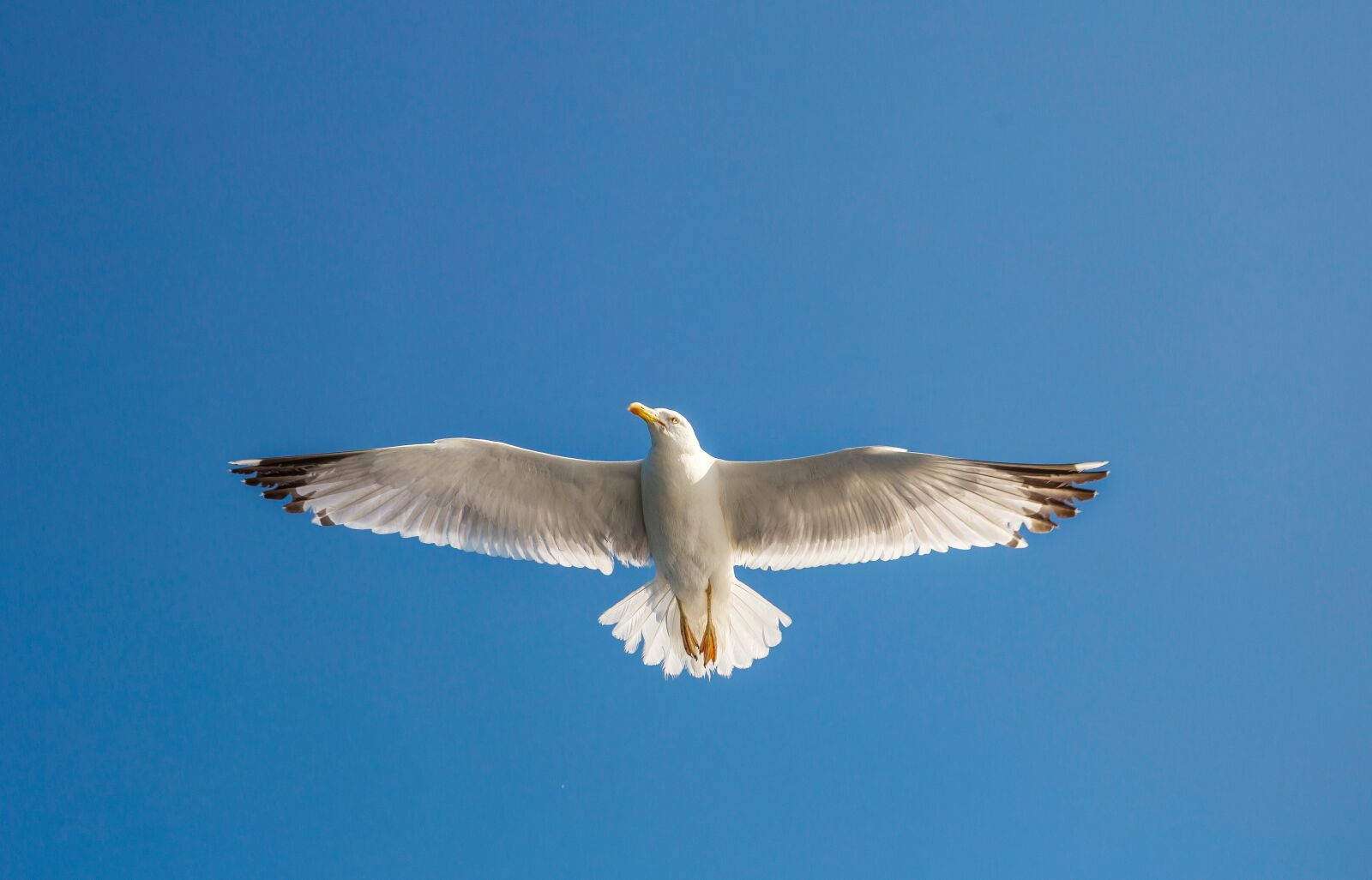 Canon EF 24-70mm F4L IS USM sample photo. Seagull, ave, flight photography