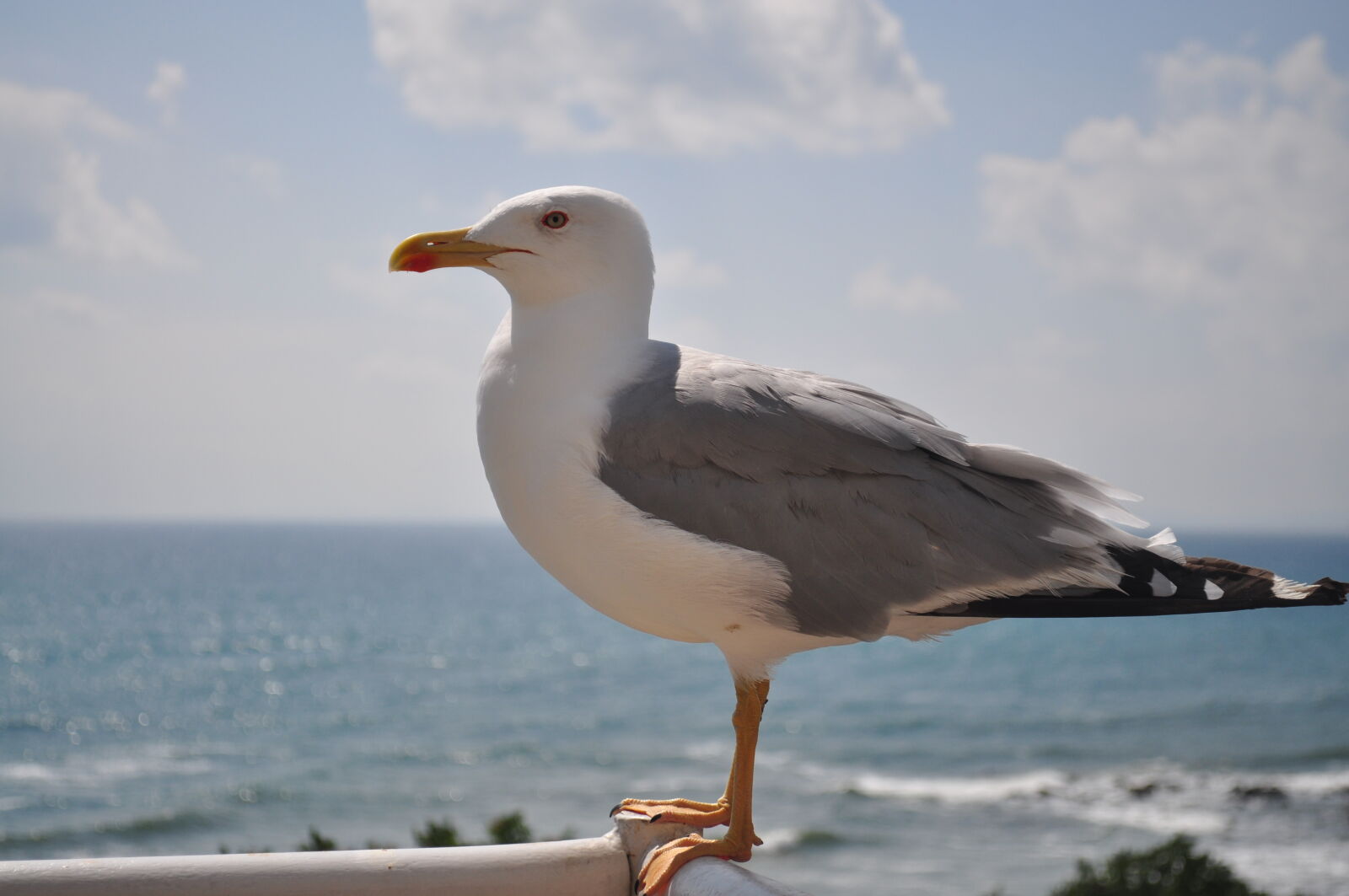 Nikon D5000 sample photo. Bird, gull, seagull photography