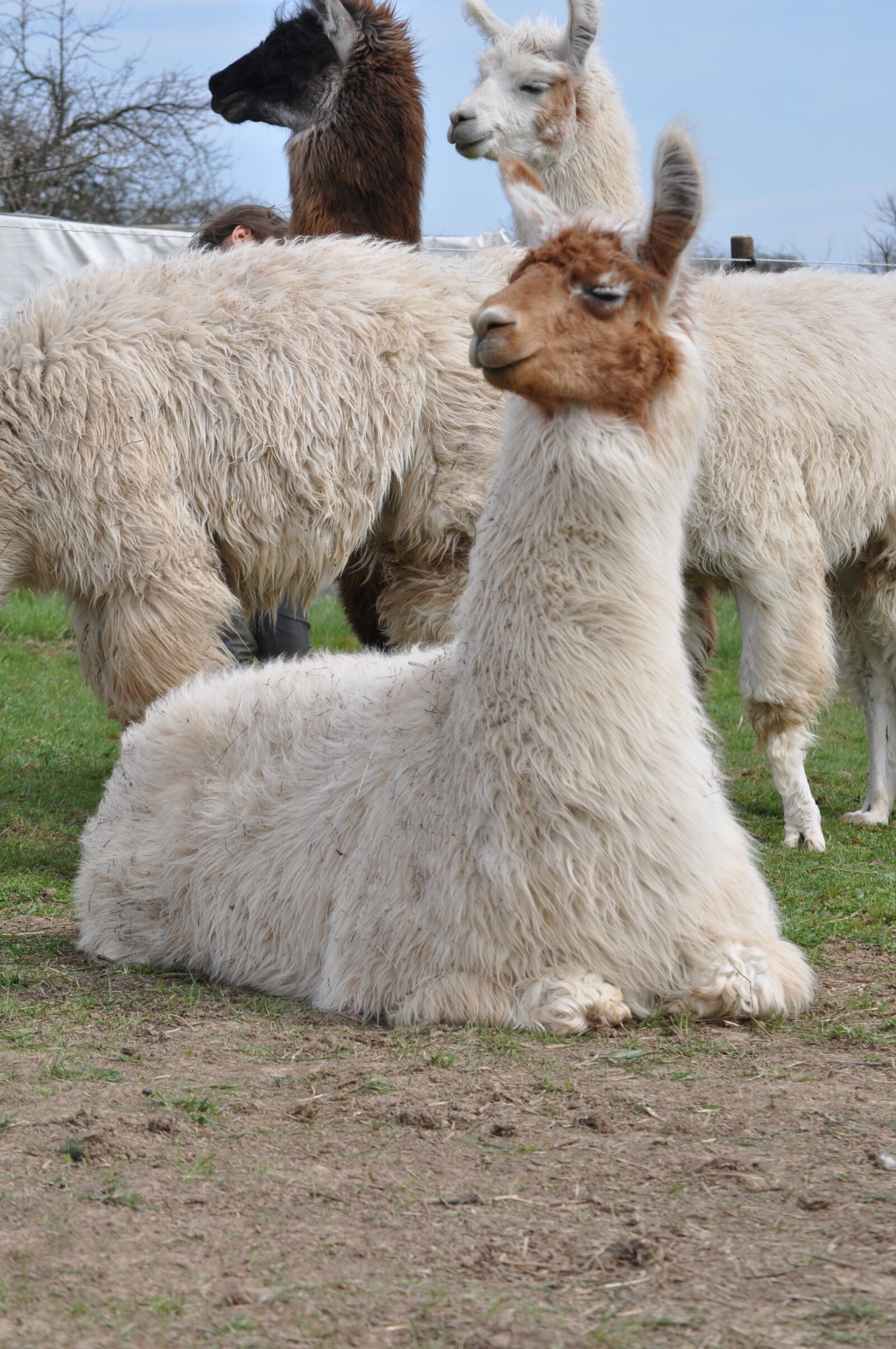 Nikon D5000 sample photo. Lama, alpaca, hairy photography