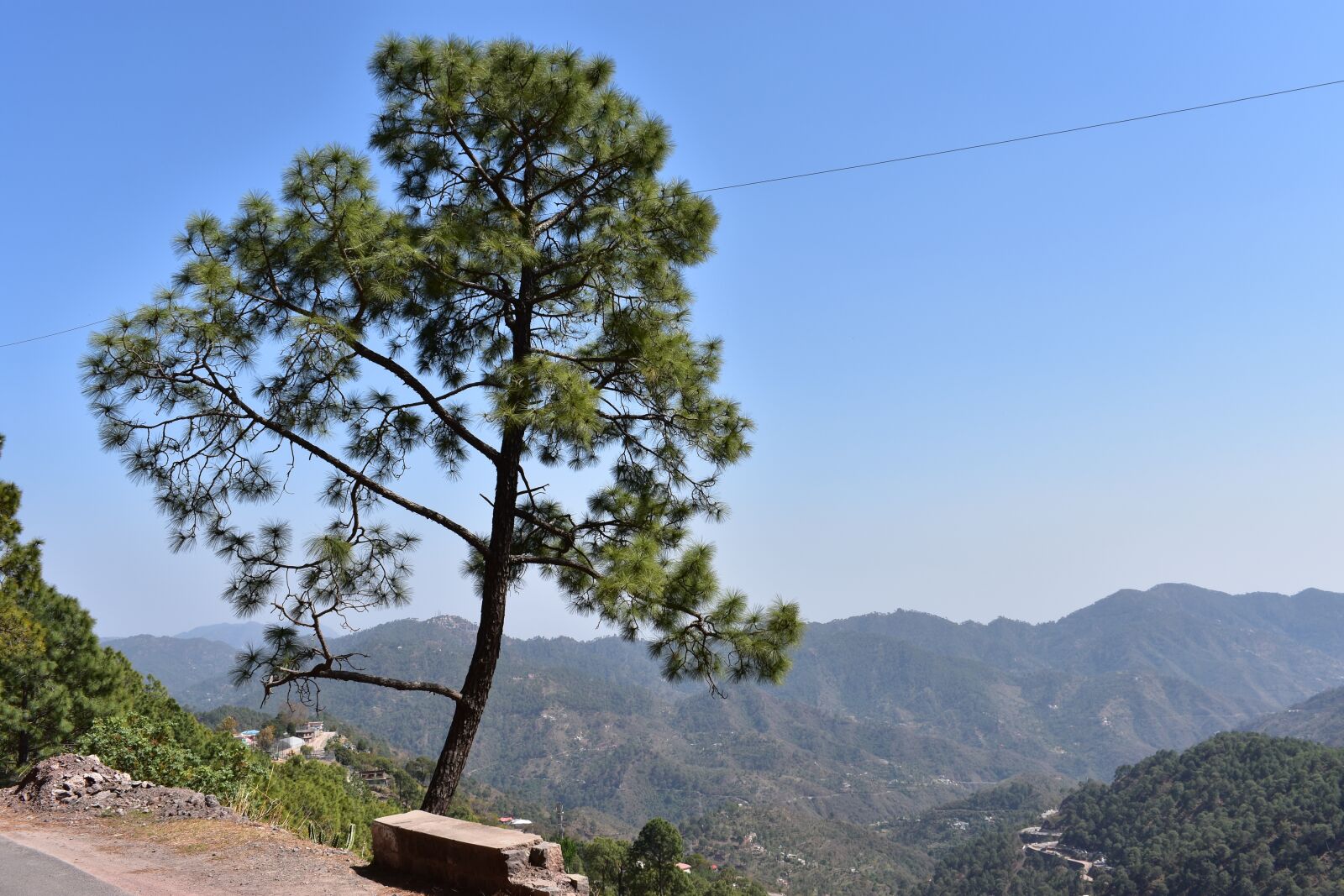 Nikon D3400 sample photo. Nature, tree, green photography