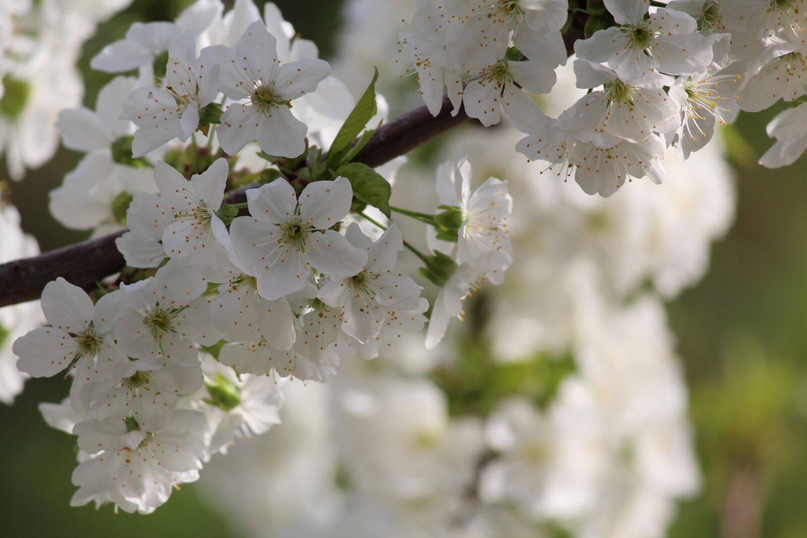 Canon EOS 600D (Rebel EOS T3i / EOS Kiss X5) sample photo. Cherry, flowers, tree photography
